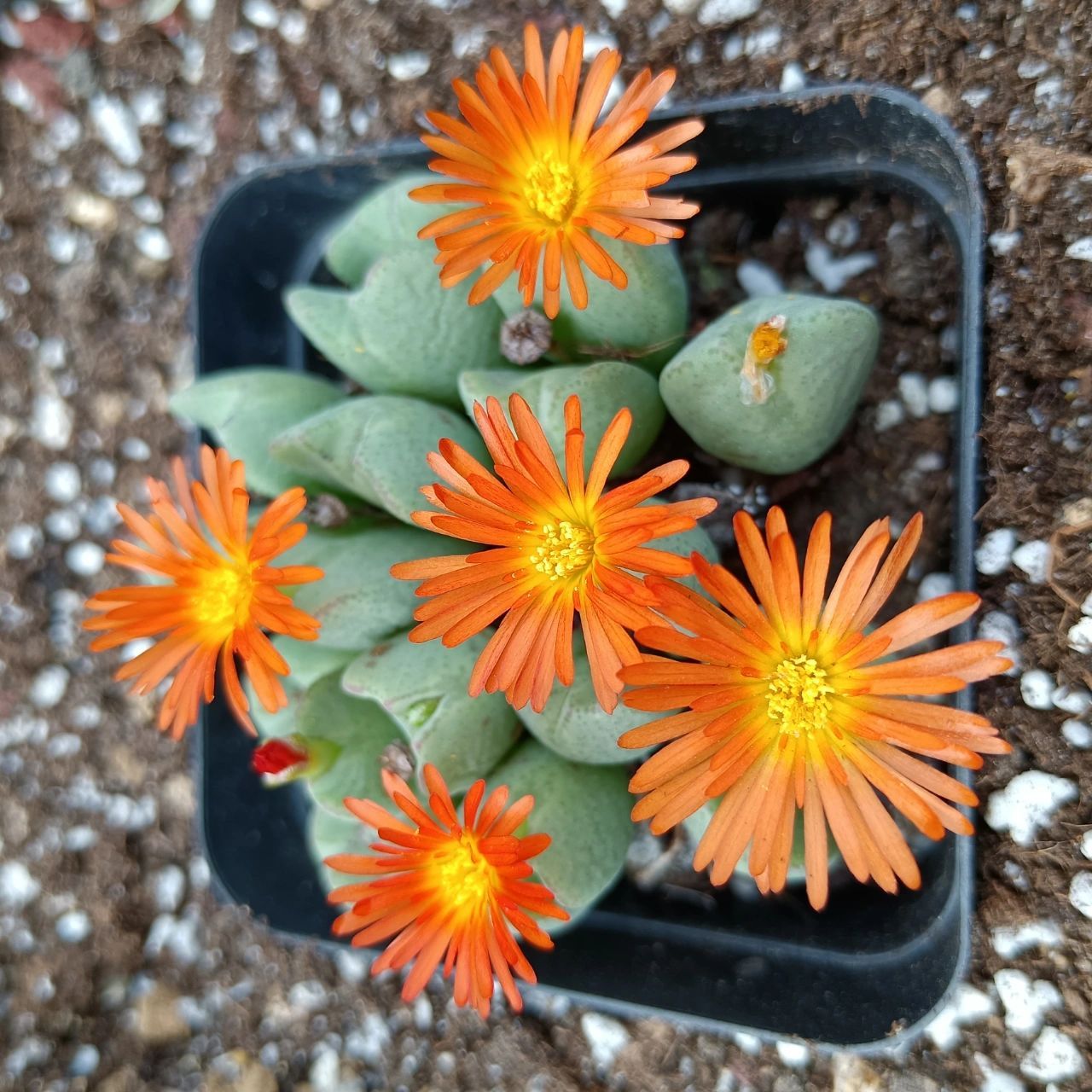 生石花又名屁股花,石竹目番杏科生石花属生石花原产于南非及纳米比亚