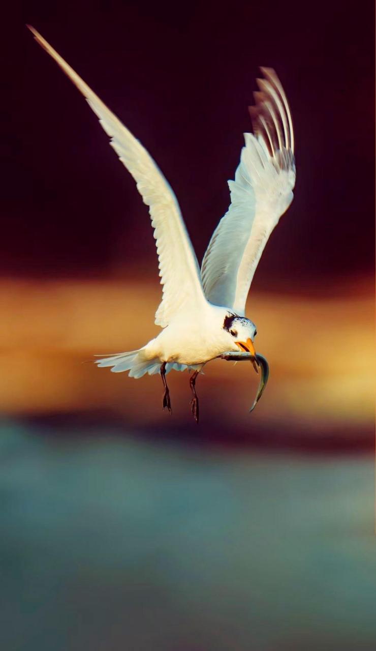 又名黑嘴端凤头燕鸥,神话之鸟,是世界上最濒危的鸟种之一,是鸥科鸟类