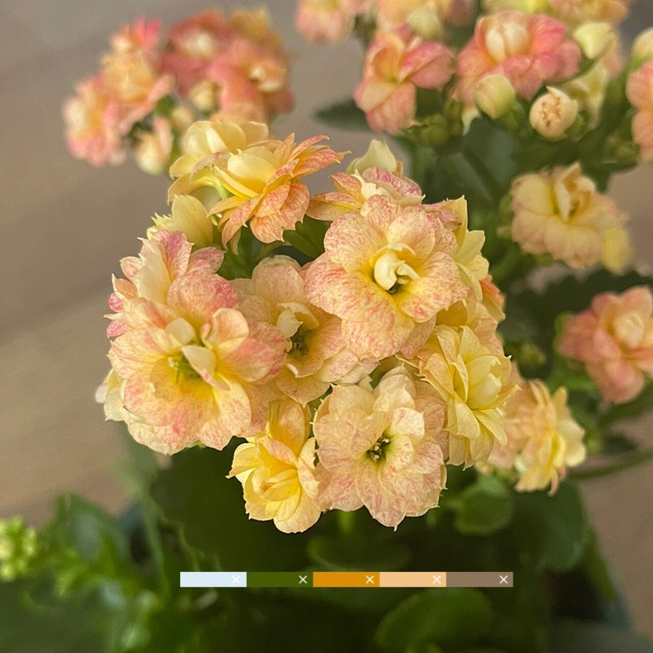 秋日私语——长寿花极光 极光收到的时候并不起眼 甚至和秋容傻傻分不