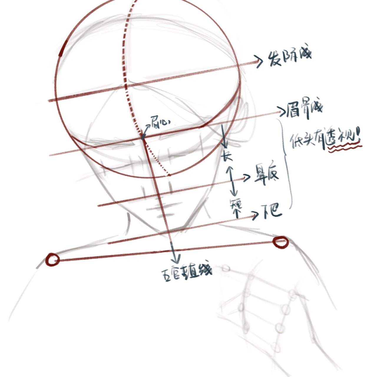 人像低头角度 头部结构教程