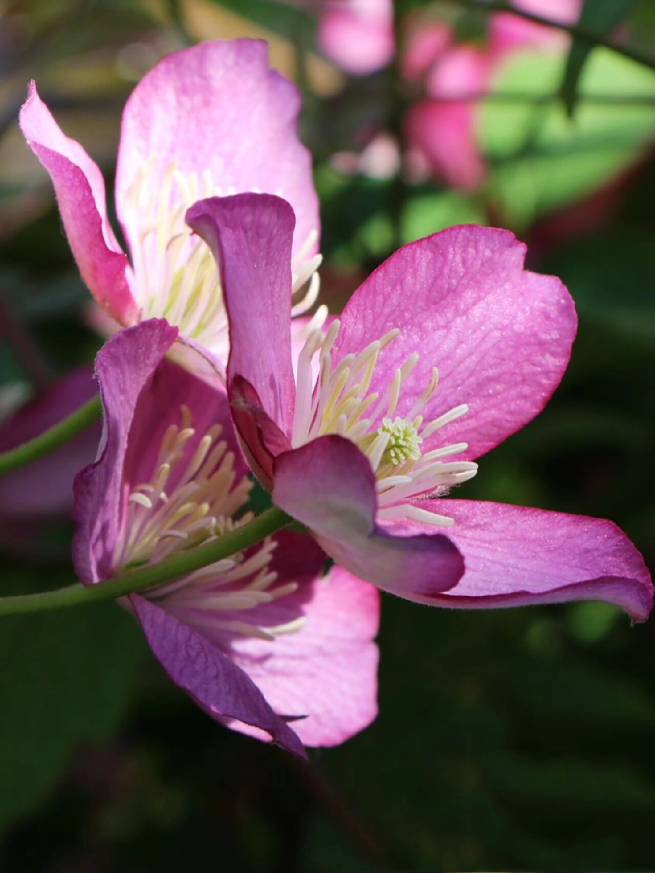 蒙大拿组铁线莲介绍(三) 梵高 同样为蒙大拿系列的铁线莲 有着深红色
