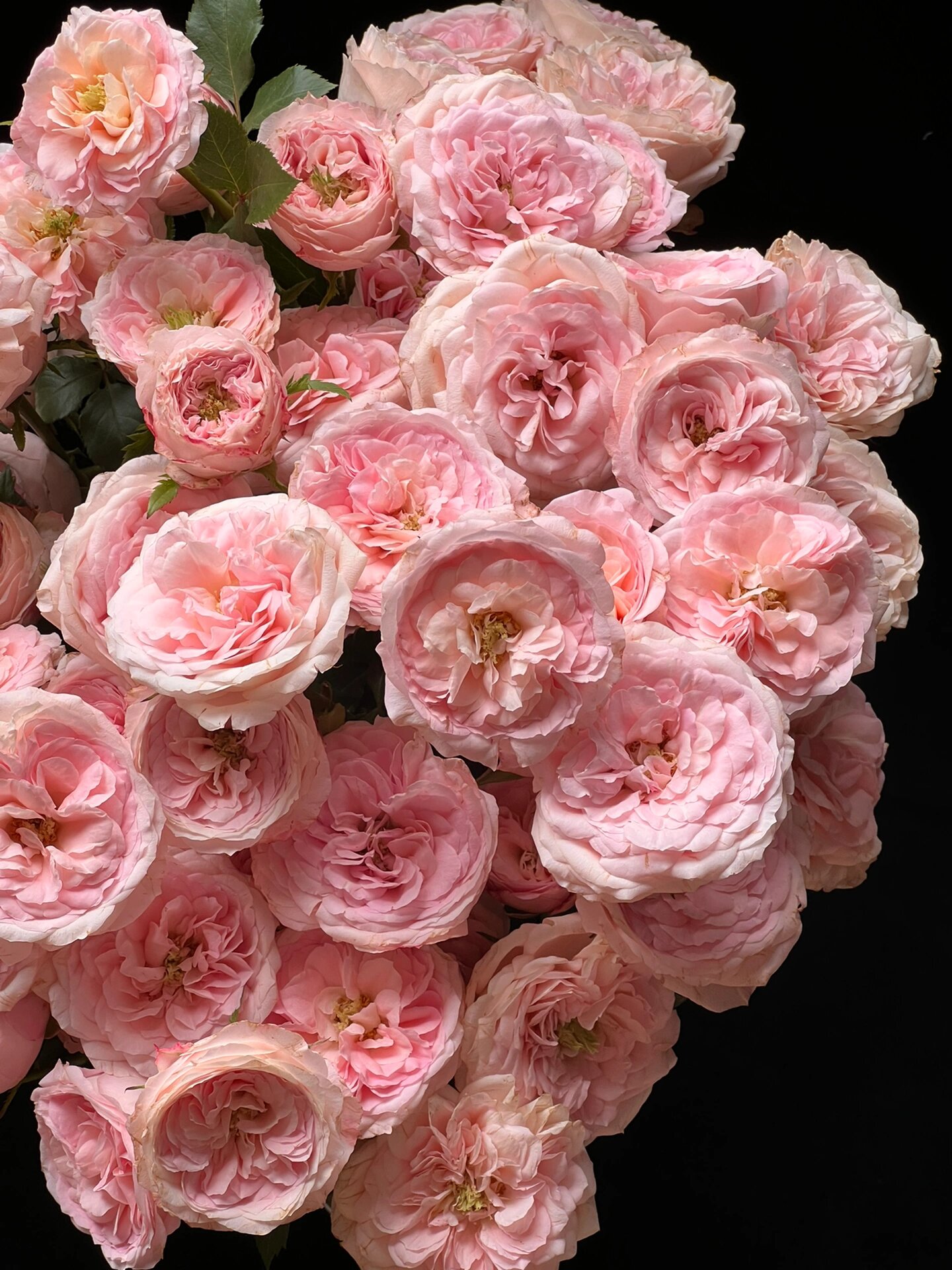 多头新娘梅拉玫瑰 没有一个女孩子会拒绝新娘梅拉,粉粉嫩嫩,美到你的