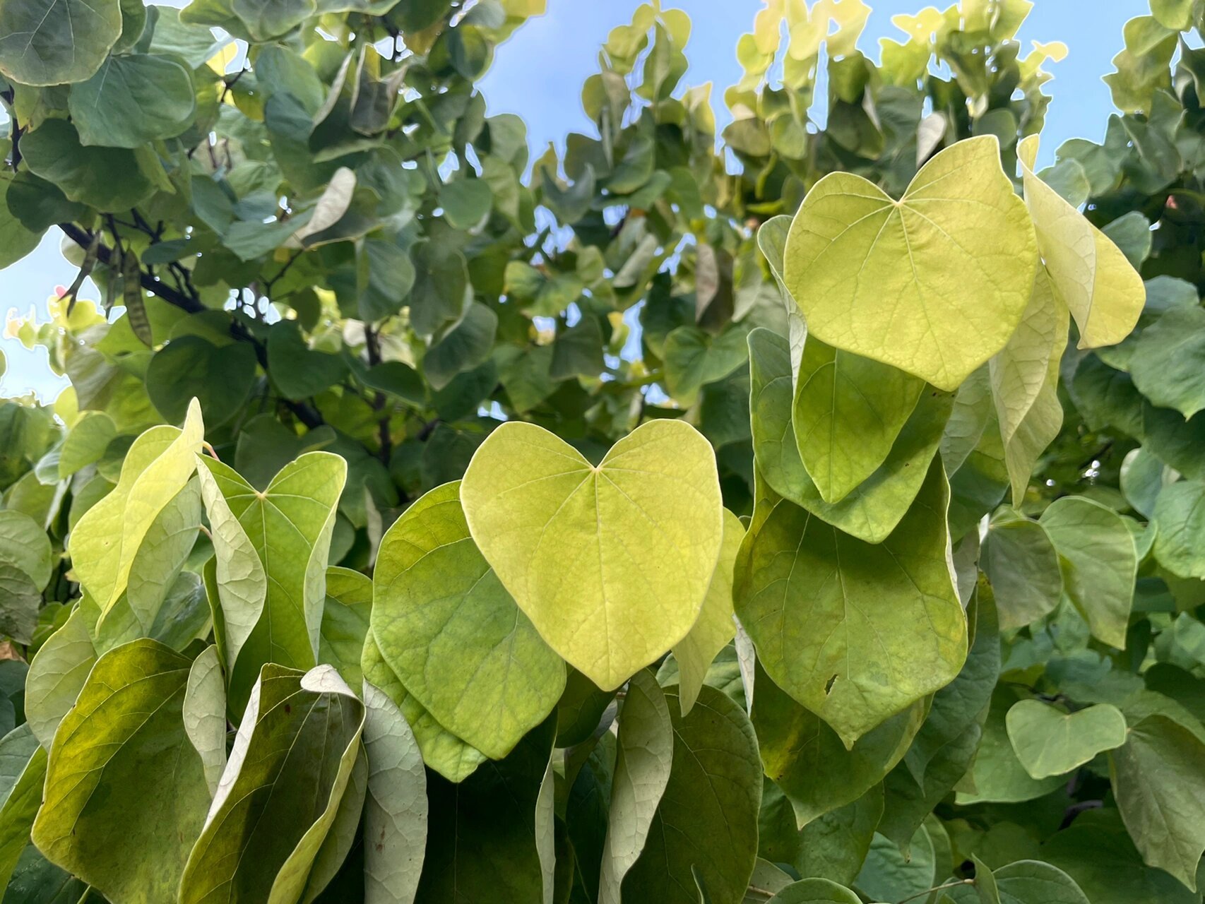 长成爱你的形状989898爱心叶子长成的大树99 心形叶子的大树