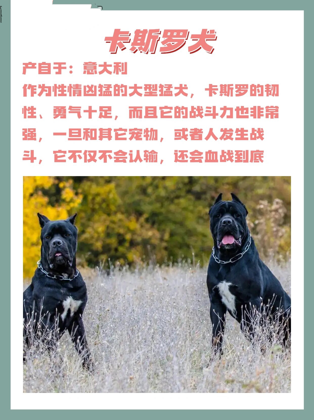 重庆禁养犬2022图片