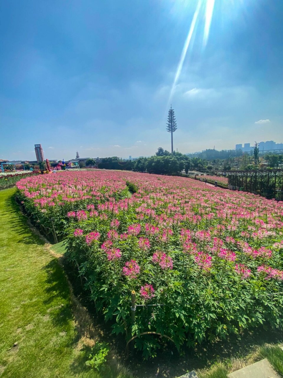 新都音乐百花谷图片图片