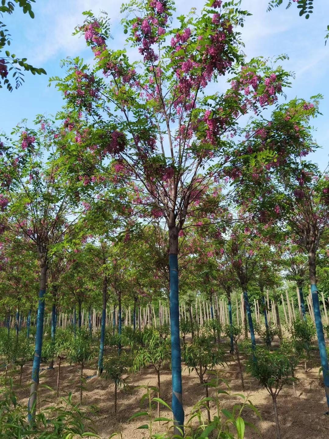 香花槐具有较强的适应性,其树冠形态美观,叶绿柔和,花香浓郁,尤其是它