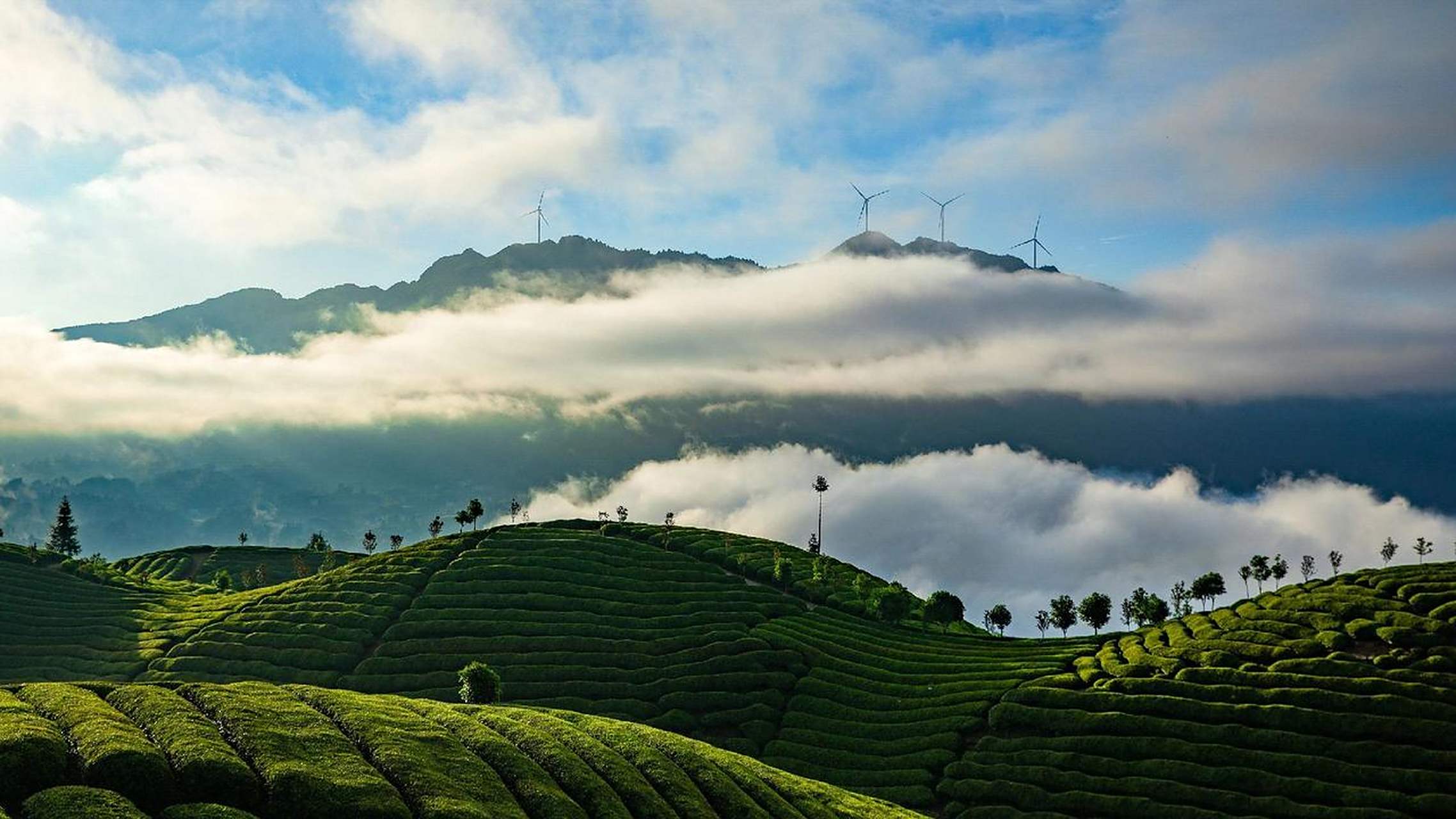 木耳山唯美壁纸来啦!夏天就是要去茶园呀!
