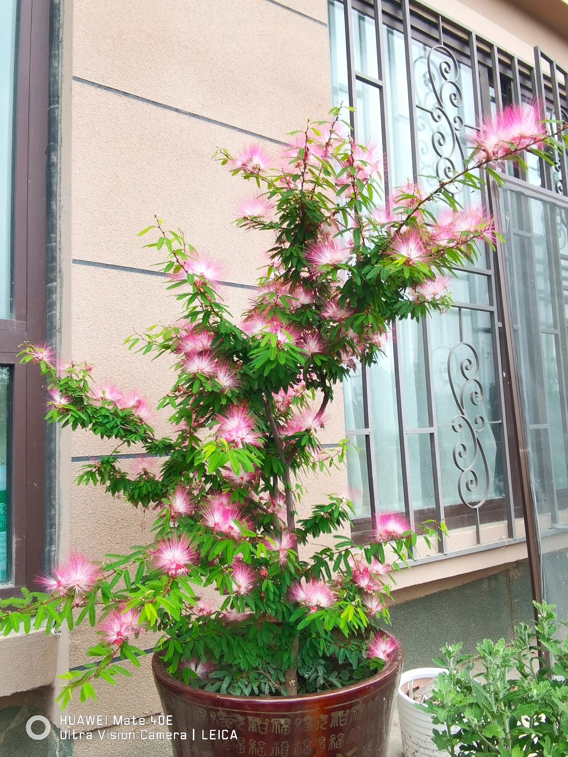 放在露台上想着种点什么又耐寒又耐晒的花,毕竟这么重的盆冬天我也不