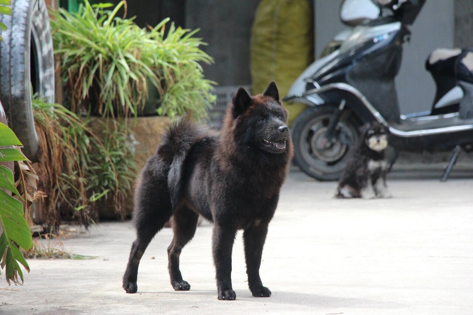 最帅中华田园犬之~广东熊狗 六个月的少女初长成