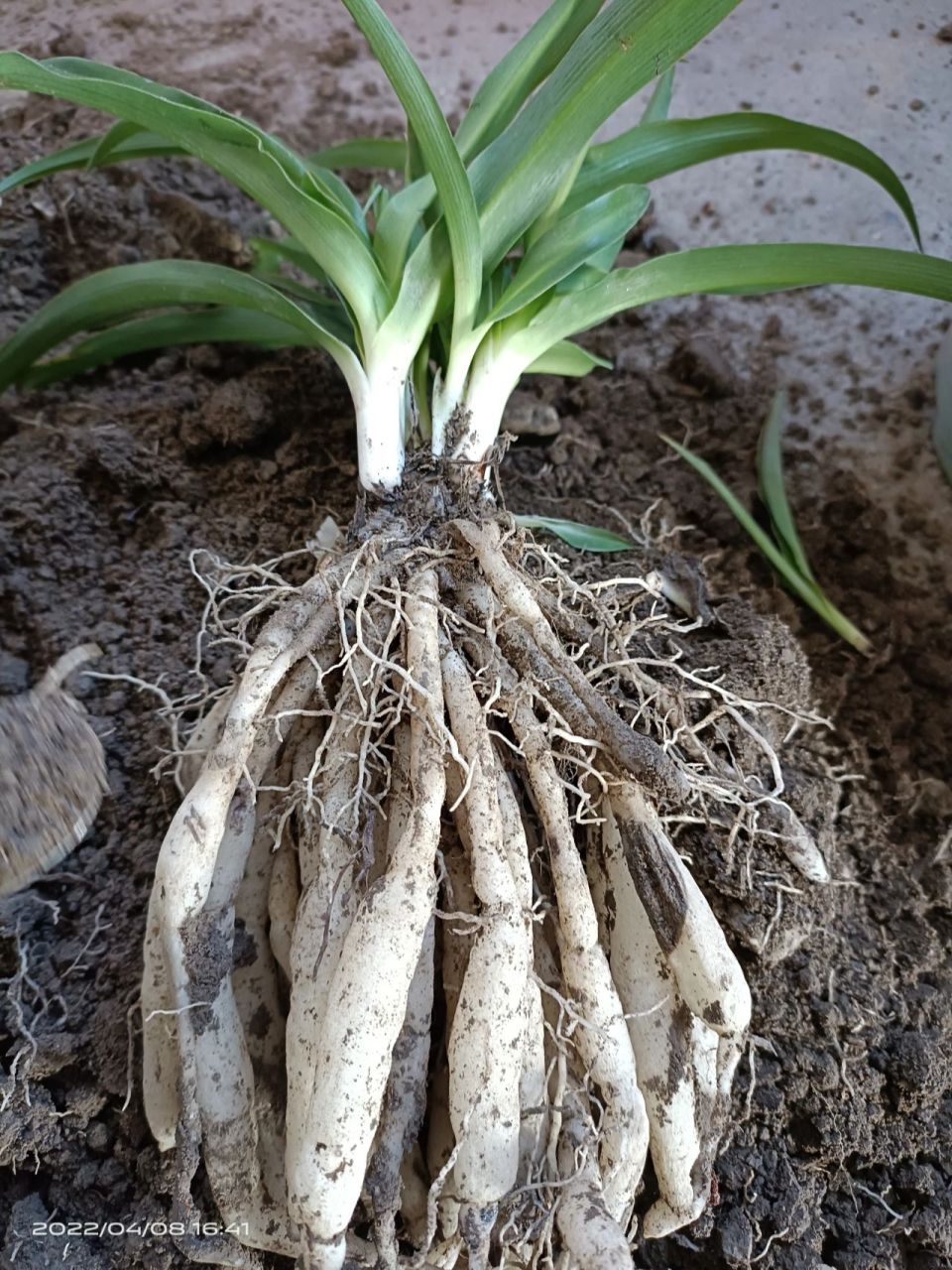 吊兰的根为啥是这样的?