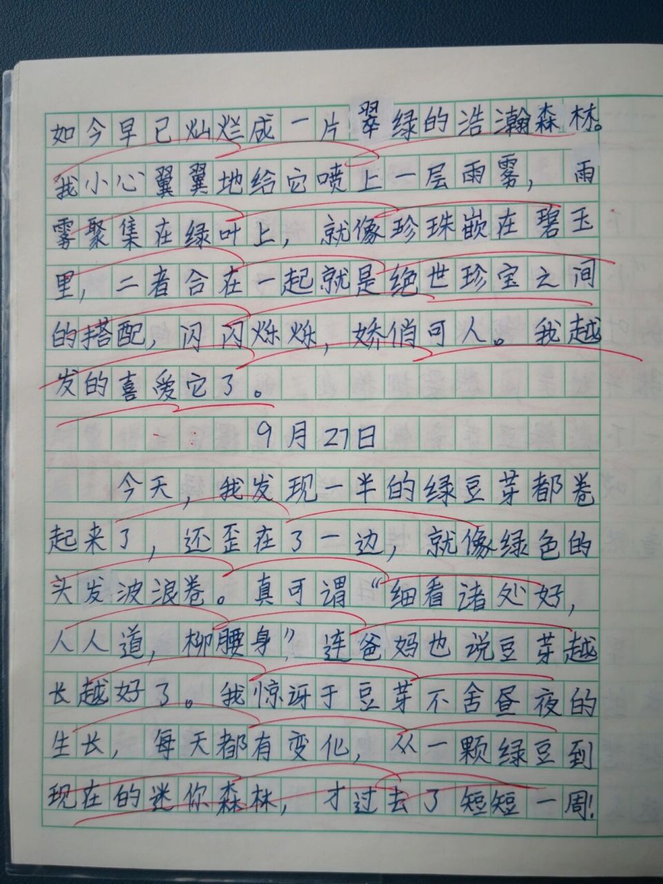写绿豆的观察日记第一第二天(绿豆观察日记第二天怎么写400字一篇)