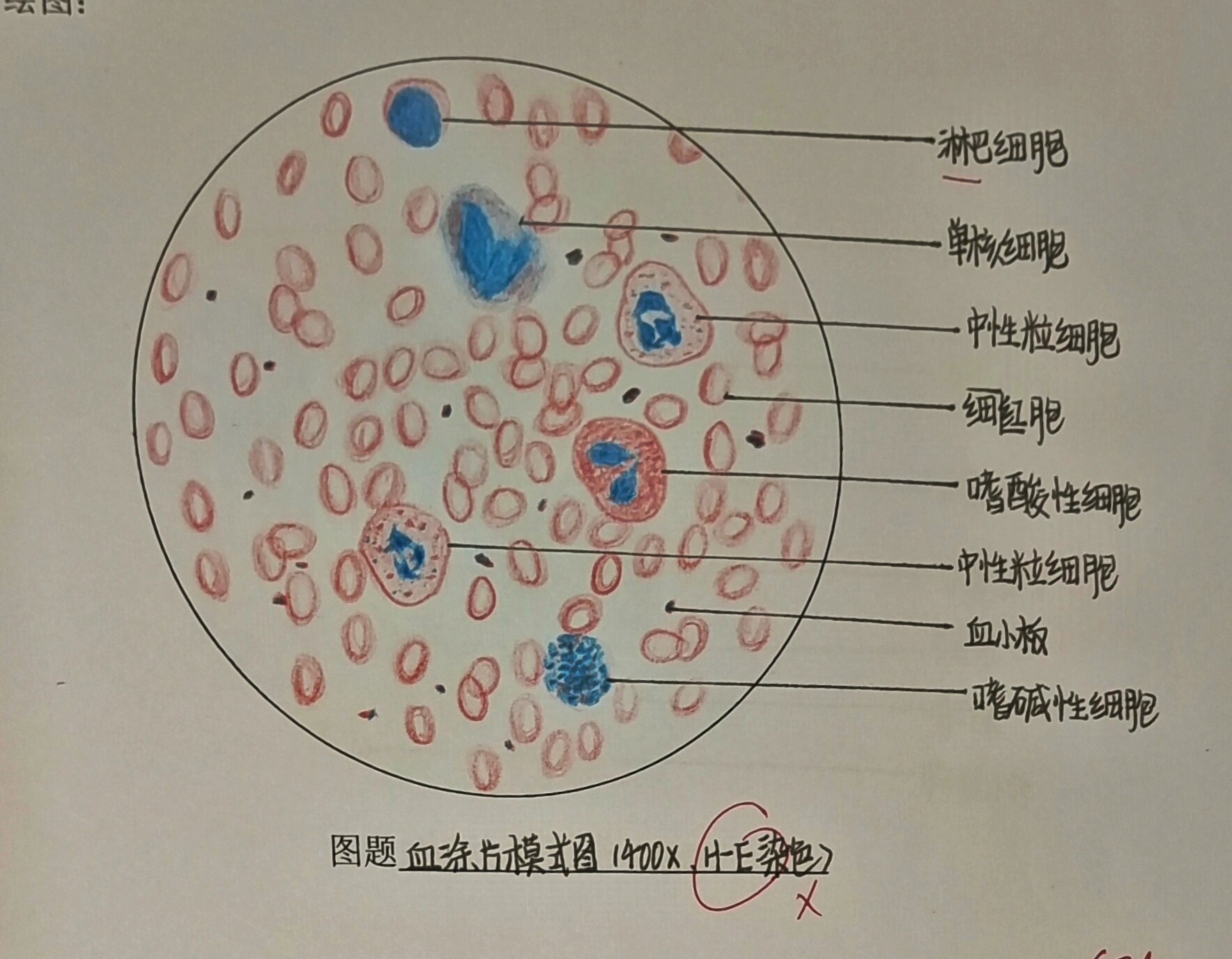 医学生《组胚》红蓝铅笔绘图 图一 假复层纤毛柱状上皮 图二 血涂片