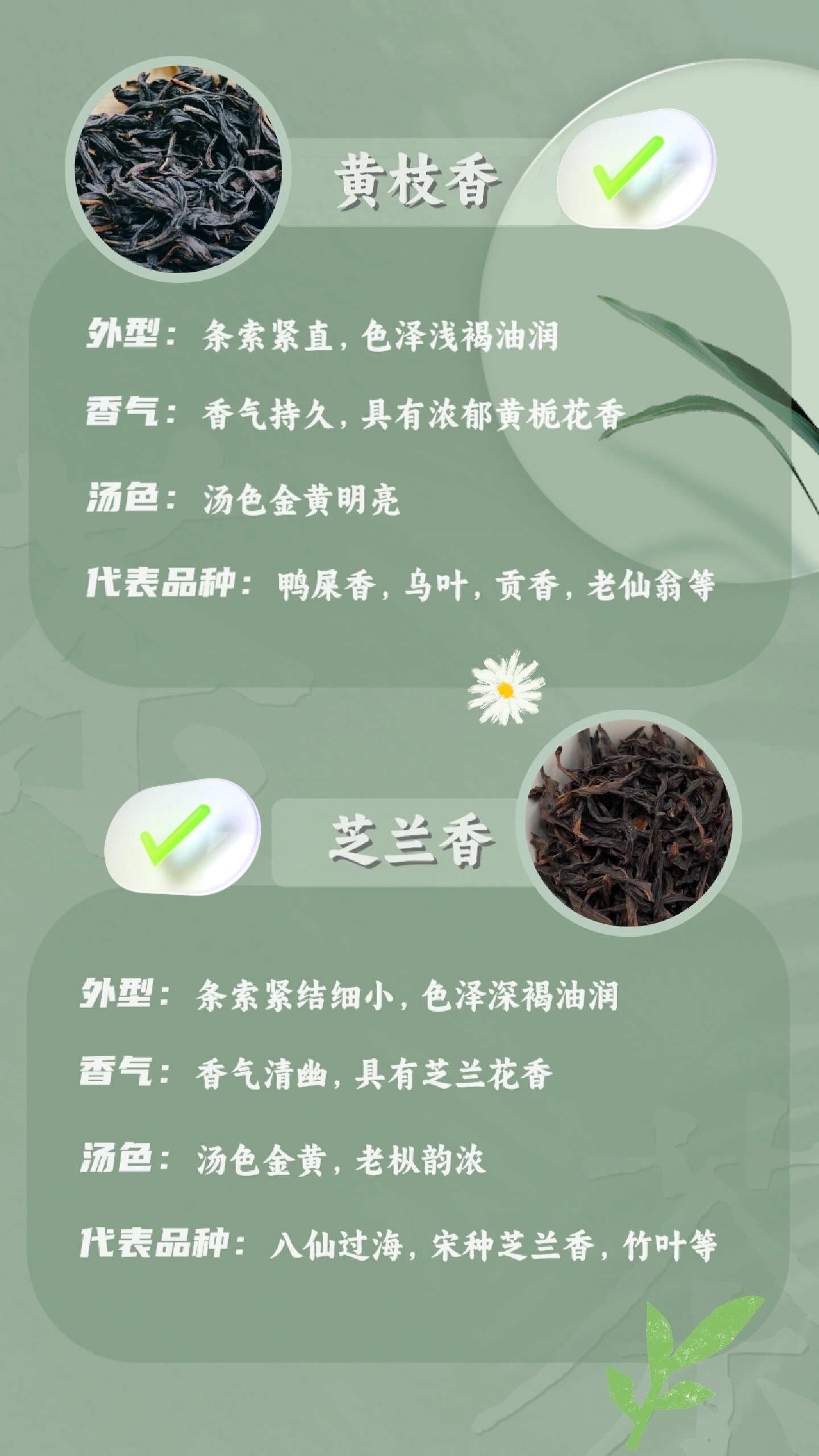 6张图秒懂凤凰单丛茶十大香型97