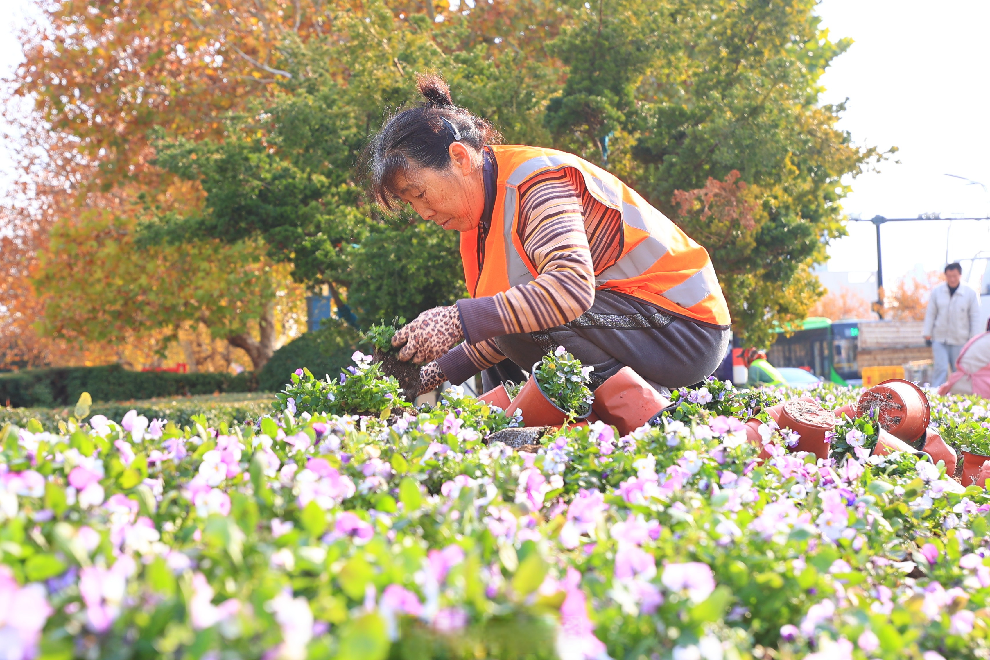 近日,在金明广场,园林绿化工人忙着栽植花卉,提升城市景观效果