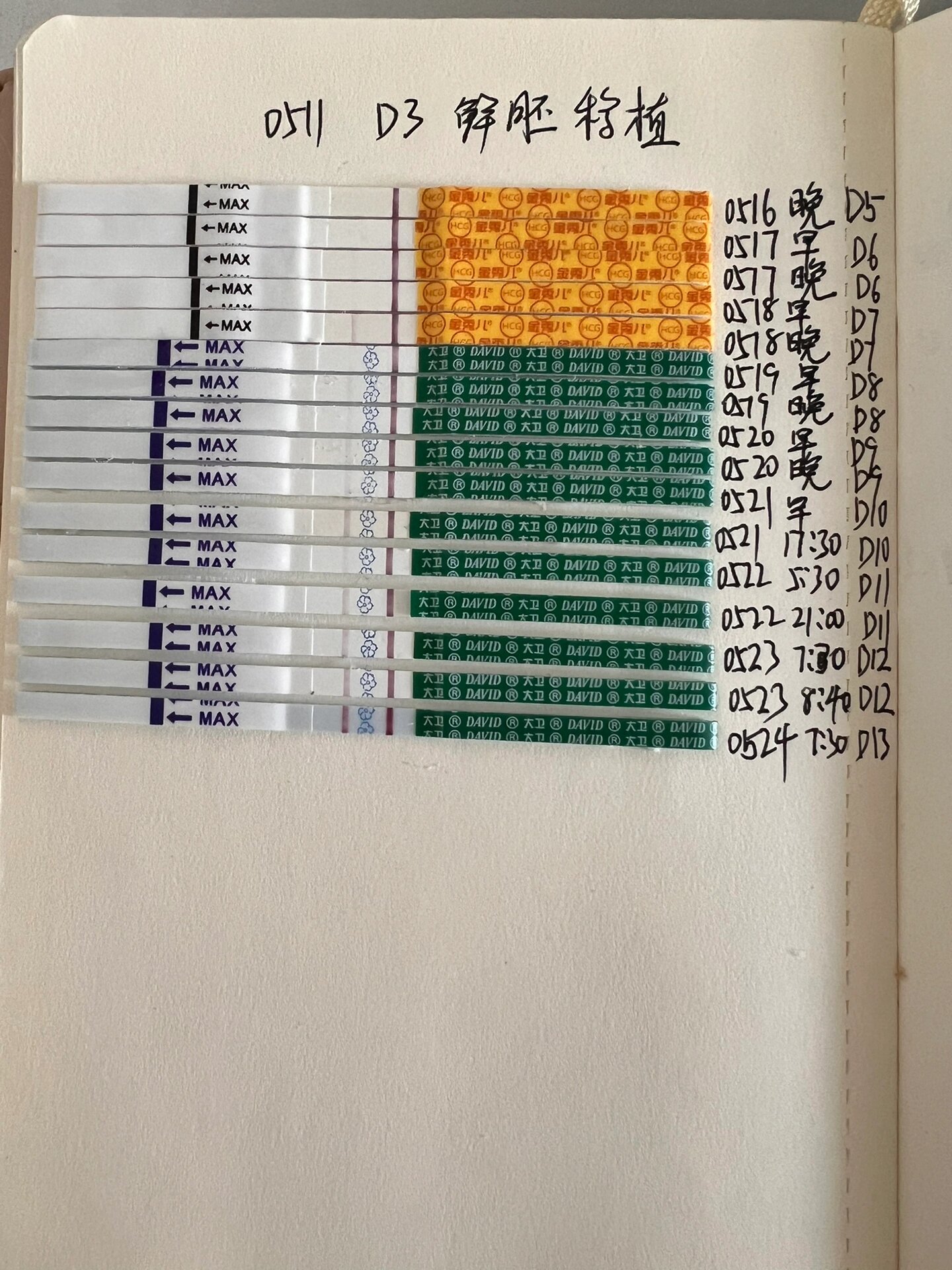 移植后试纸加深图图片