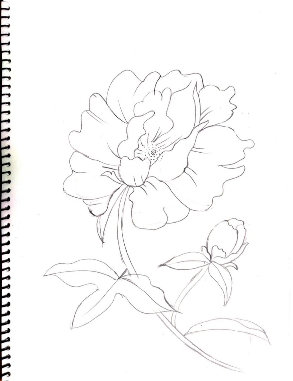 中国国花~【牡丹】步骤图 今天花艺课结业考试,正好来认识下牡丹花.