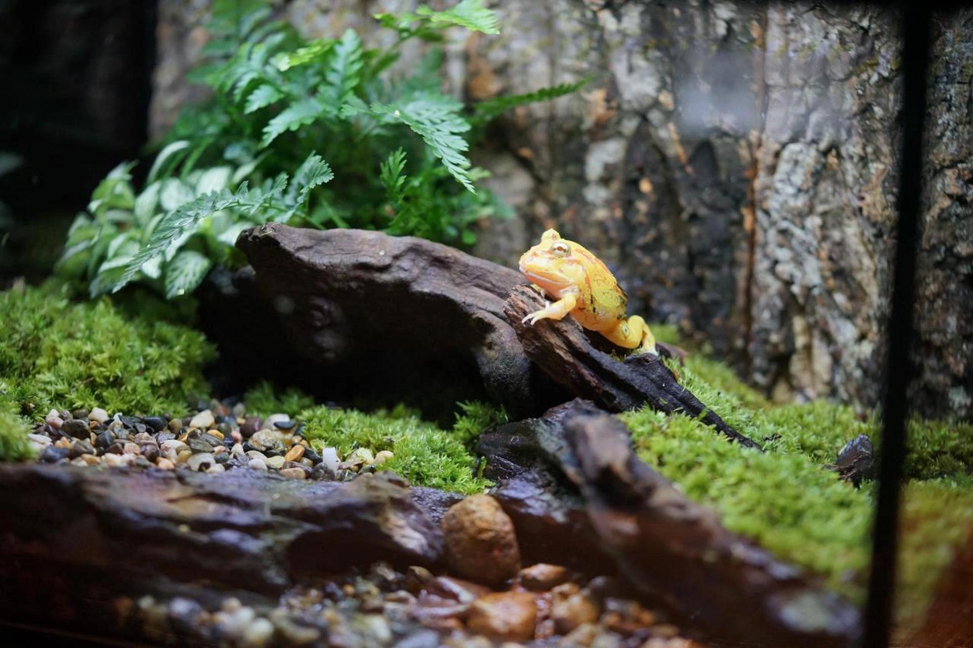 907315角蛙饲养说明03喂食篇7915 02喂食时使用镊子