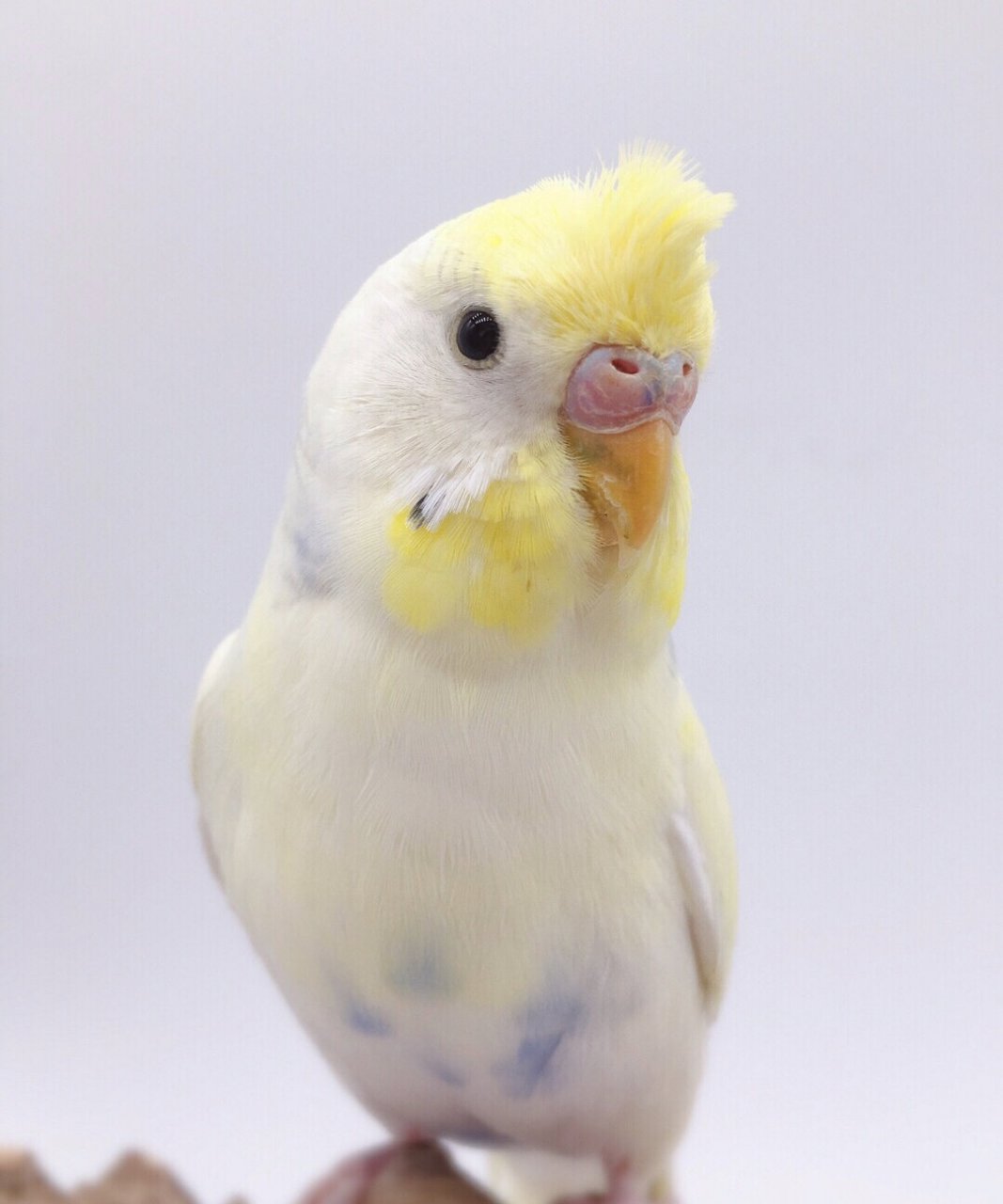 双金彩 双金彩显 双金彩双显 双金珍 珠彩 双金珍珠彩显 大头虎皮鹦鹉