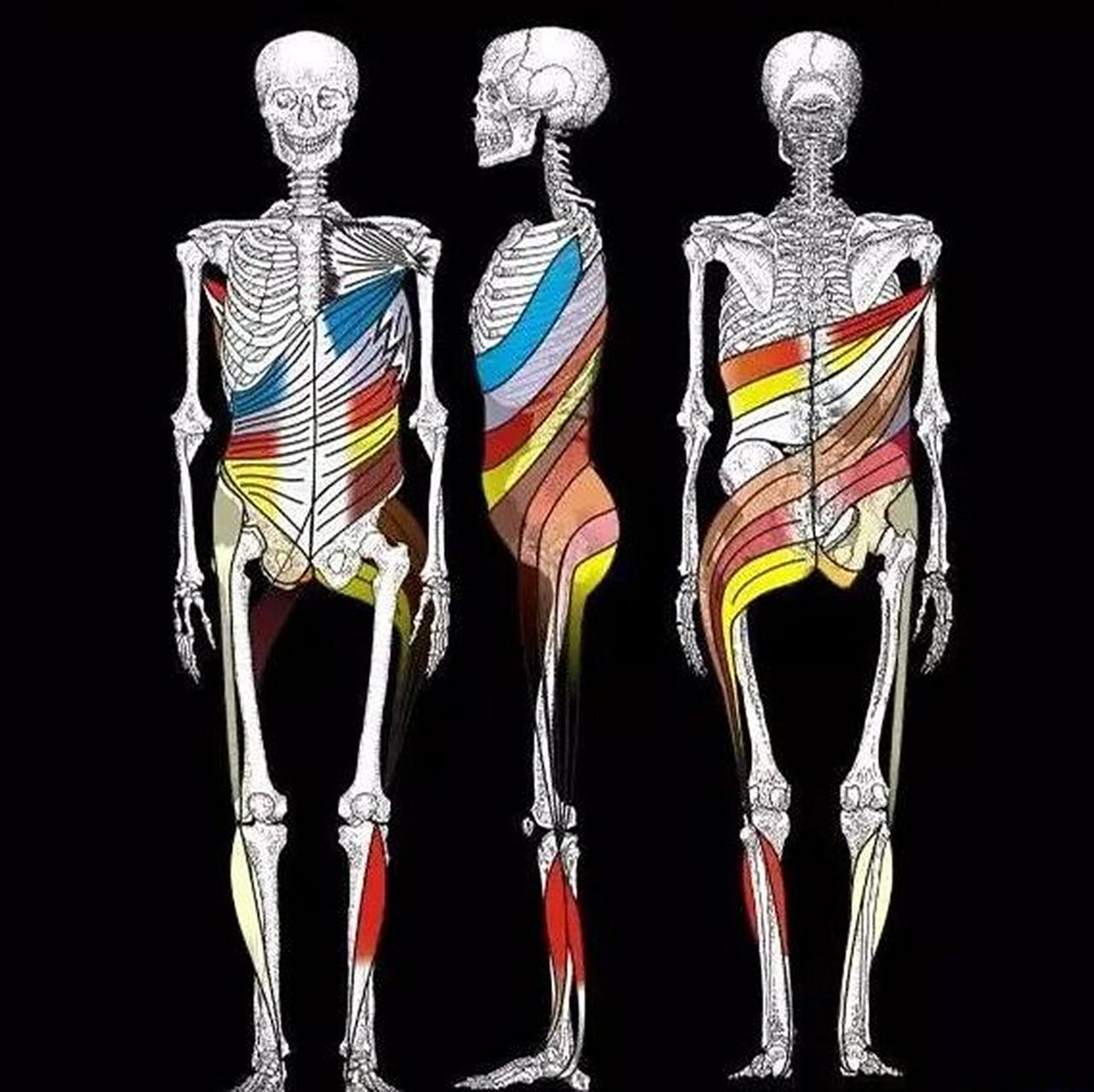 筋骨同源,骨肉分离 筋与骨是人体结构的两大体系 筋与骨也可以说是一