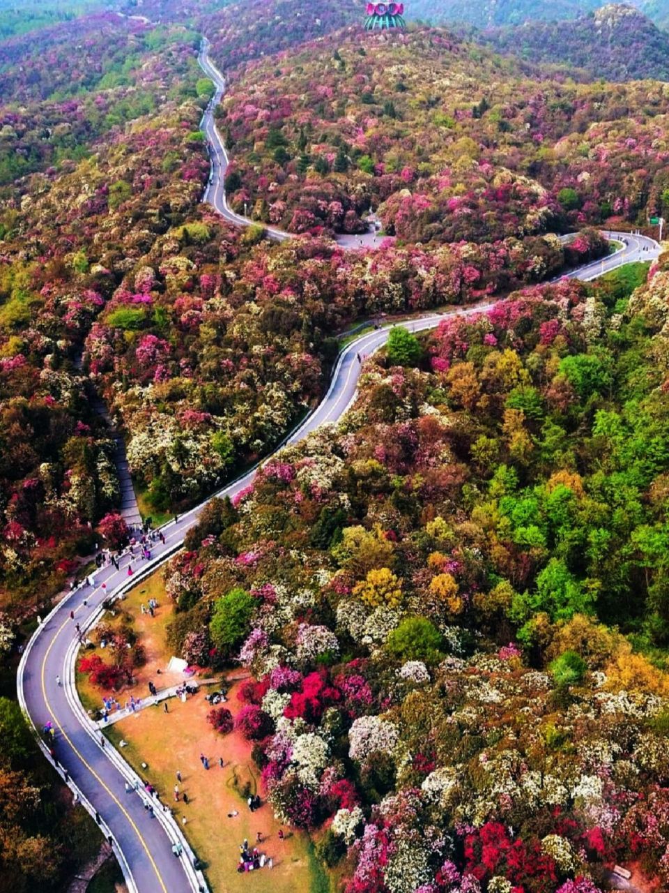 贵州黔西百里杜鹃旅游攻略来了,请查收 景区简介:堪称"地球的彩带