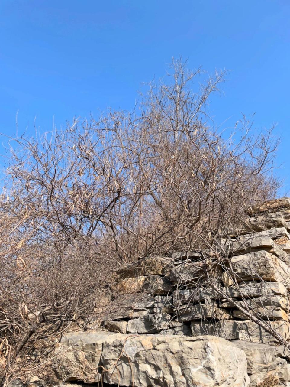 来玉皇顶 春节期间,一起登山,玉皇顶,鹿泉的九里山,到市区大概是20