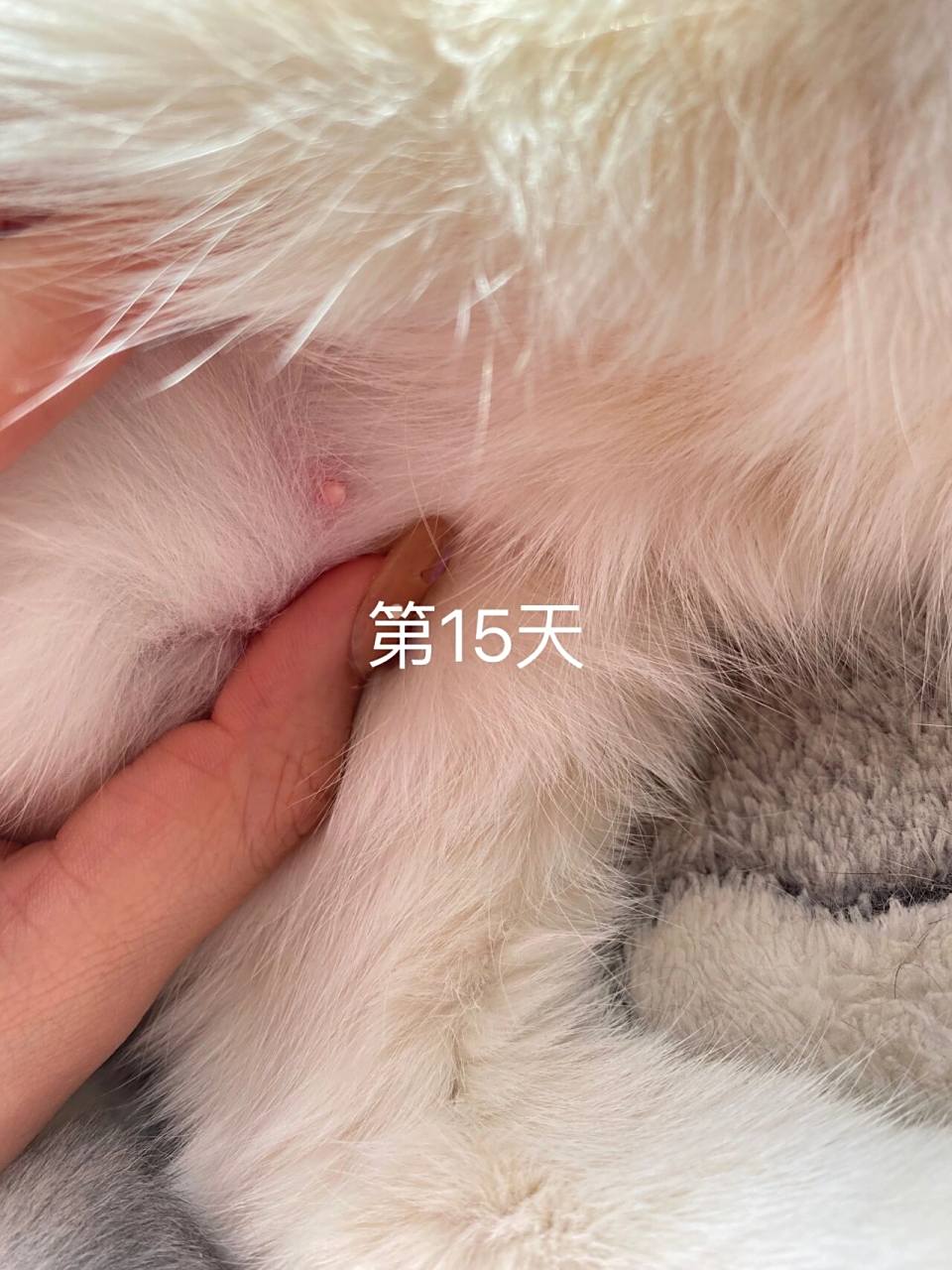 猫咪怀孕99初期变化 图一:刚借配回来第一天,乳头大小正常.