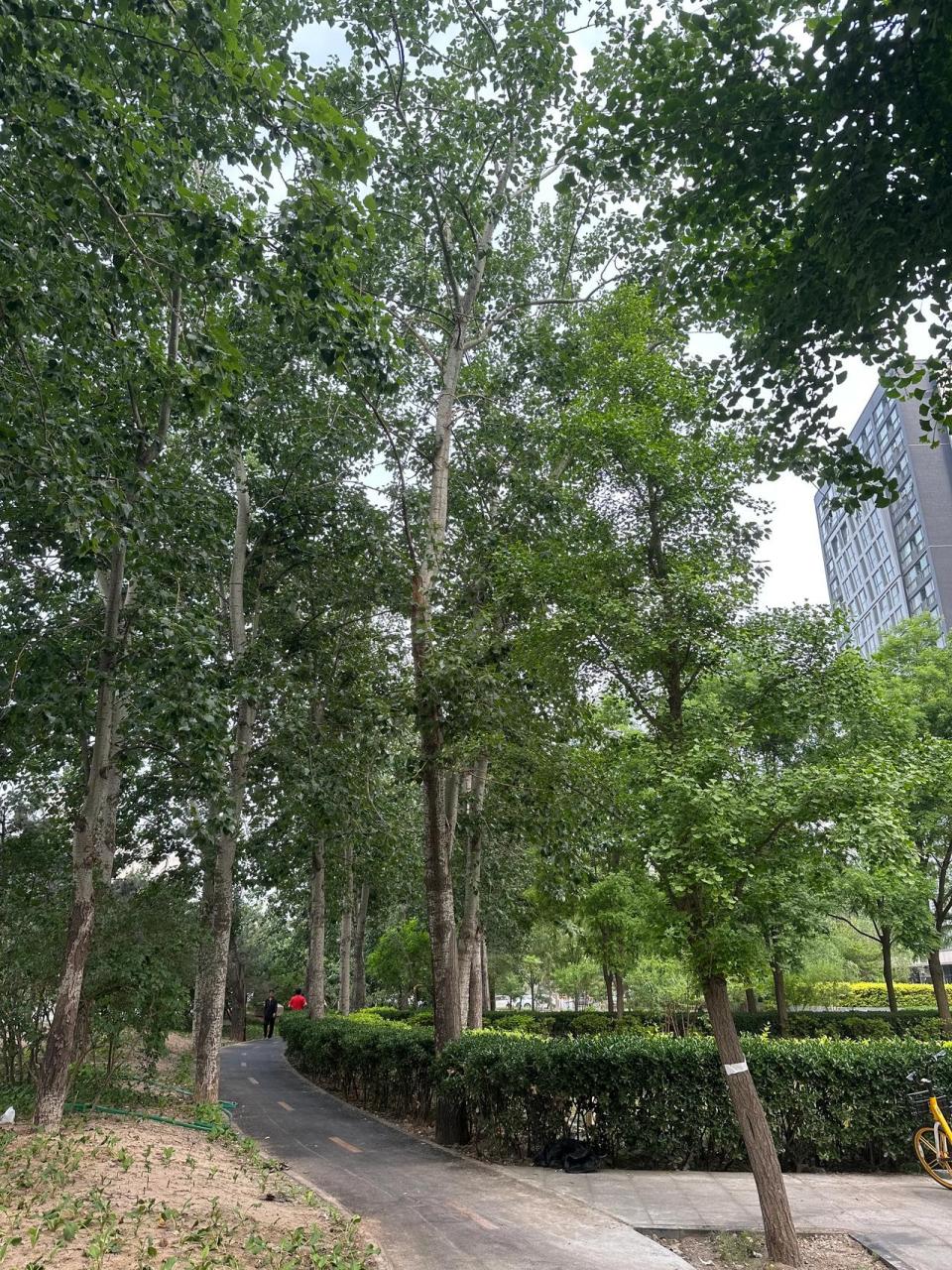 杨树毛毛话白树           杨树(俗称白杨),北方最常见的一种落叶乔木