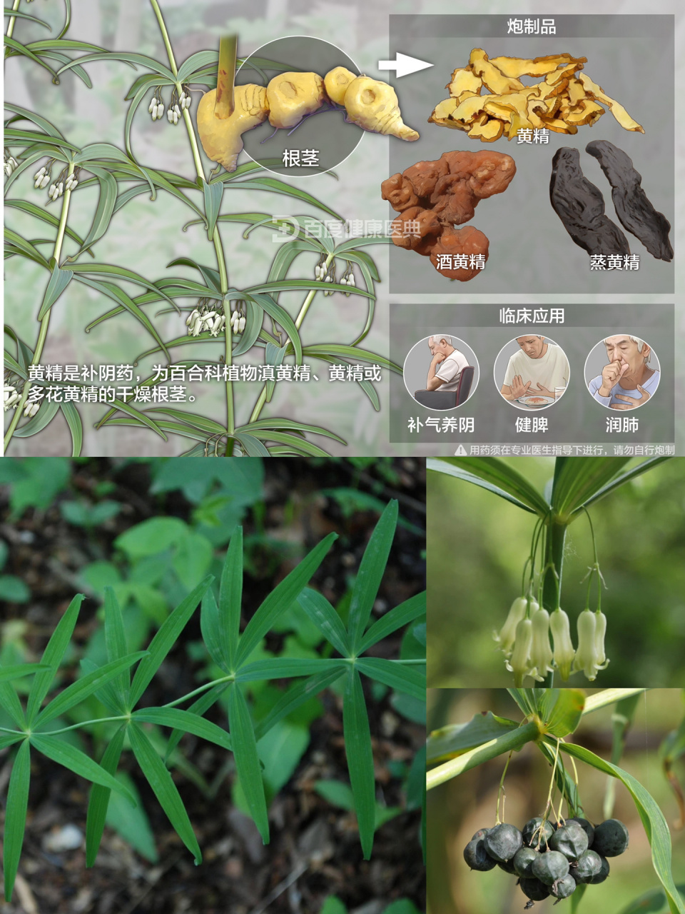 第四十三天:识《黄精》 别名:鸡头黄精,鸡头根,黄鸡菜,老虎姜,仙人