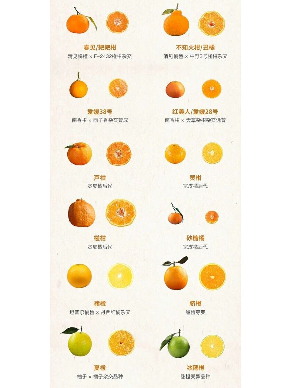 柑橘家族多爱杂交,新品种层出不穷 再过段时间,柑橘类水果就开始霸占