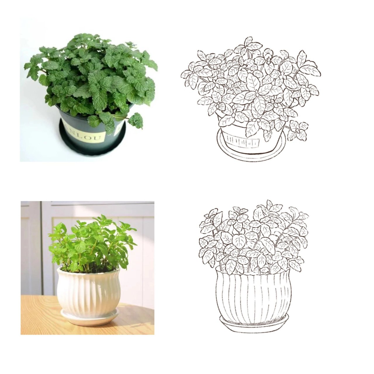 速写06|植物 绿植 薄荷