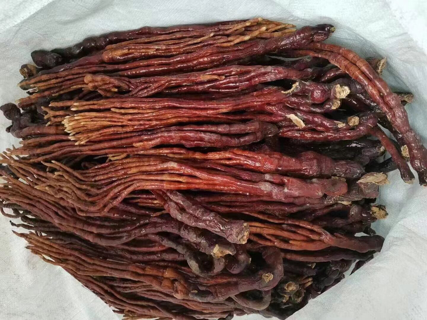 灵芝草