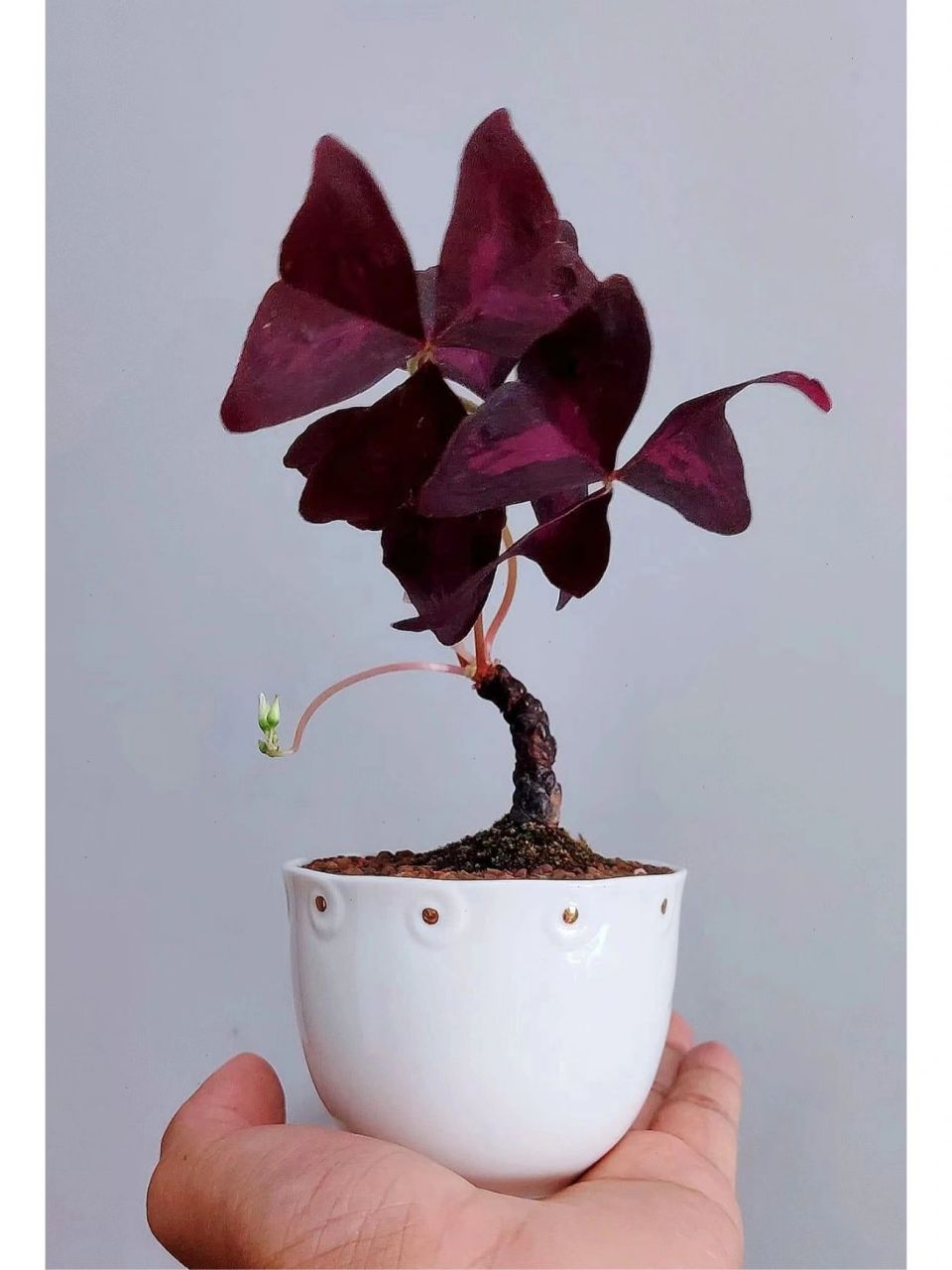 三角紫叶酢浆草 又名紫叶酢浆草,是酢浆草科酢浆草属的一种.