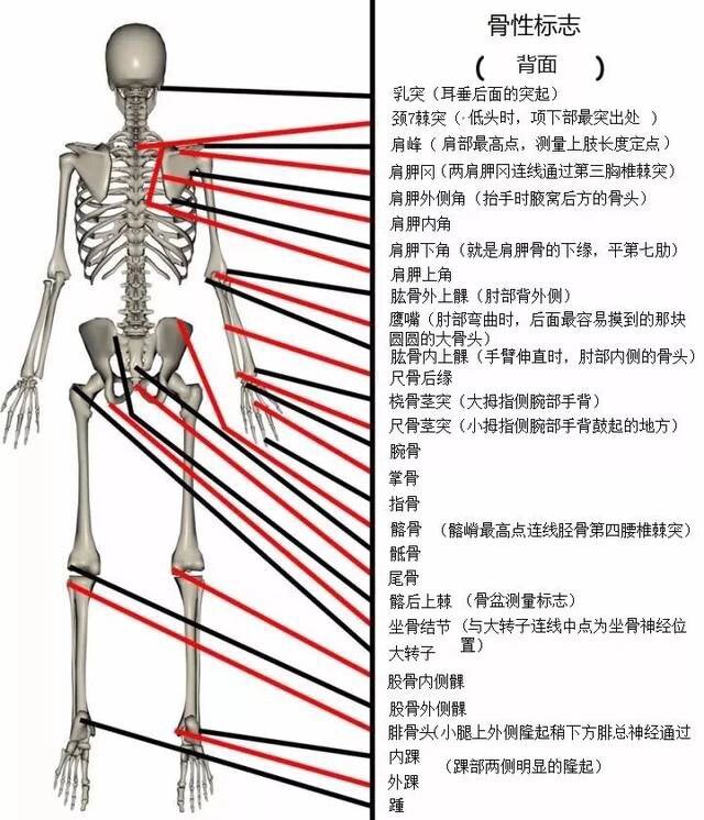 骨性标志定义图片