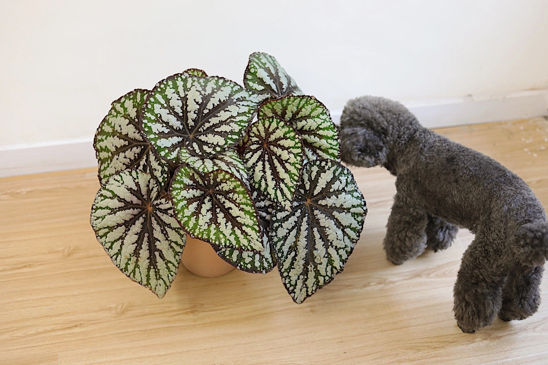 大王秋海棠一个月前后对比 图36615是一个月前拍的 参照物: 高24