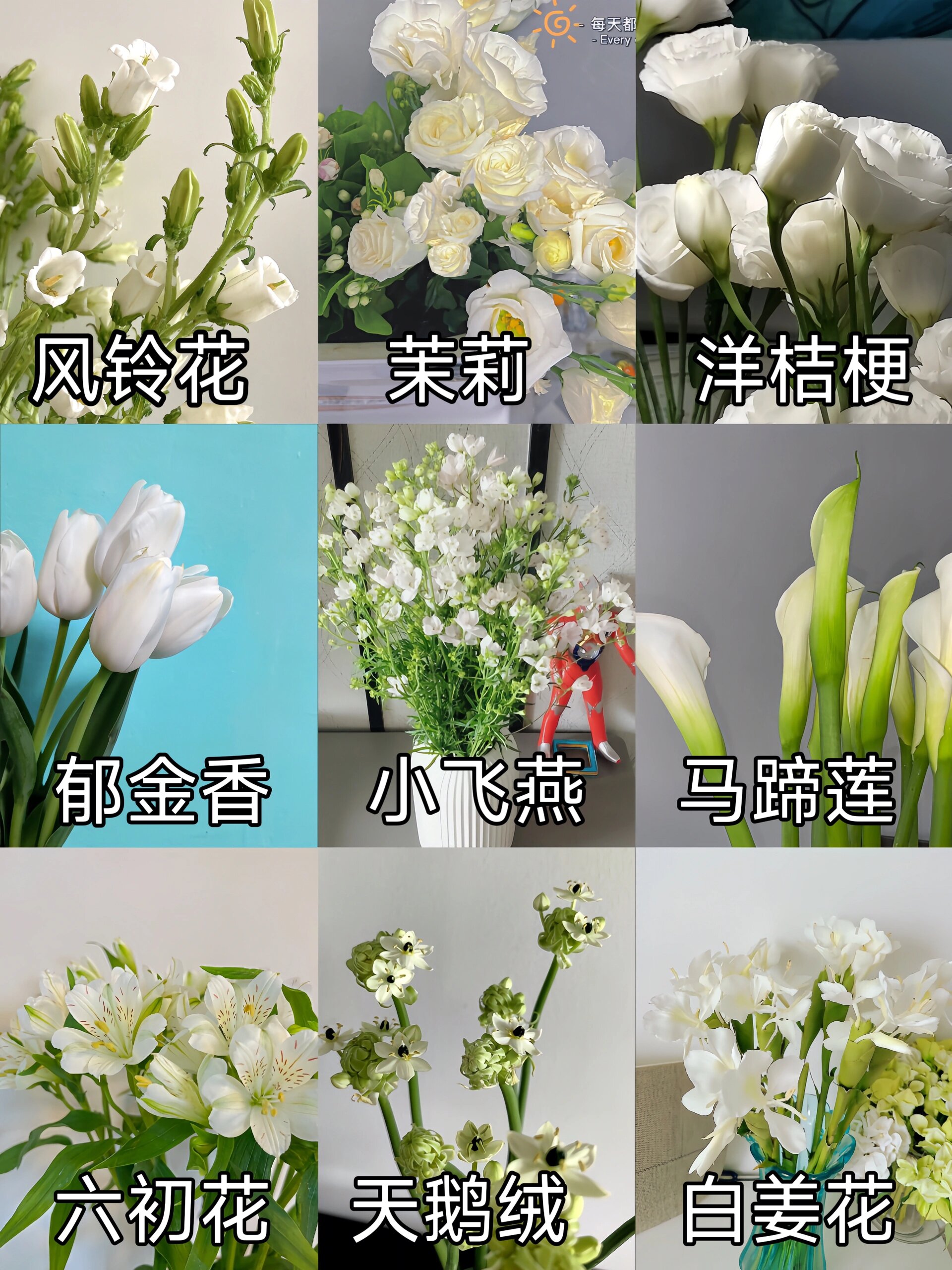 认识9种常见的白色系花材鲜花!