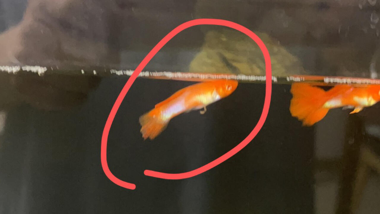 孔雀鱼尾巴斜着向下 前两天有点针尾了,加温放了土霉素,以为好了,换了