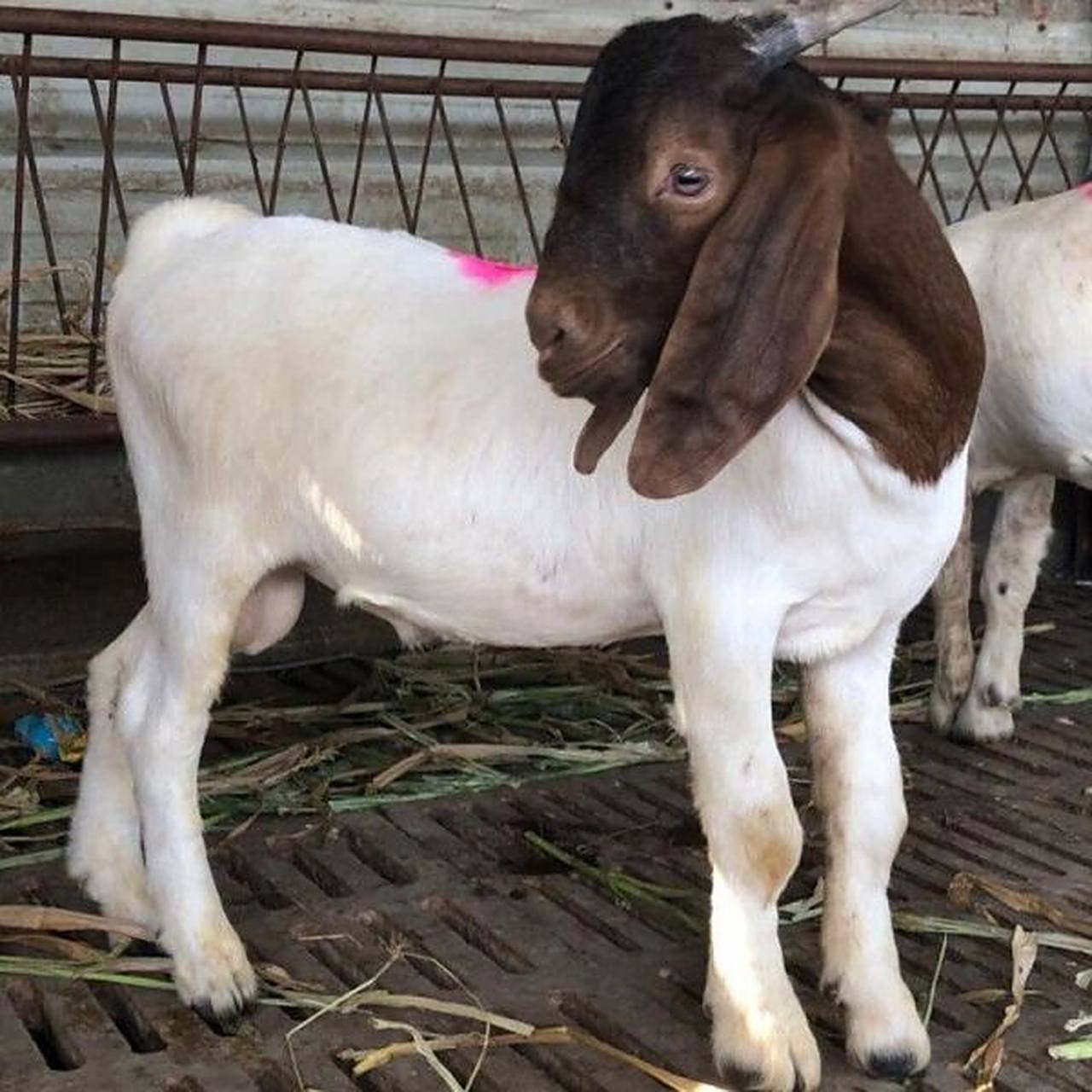 关于波尔山羊的起源故事 关于波尔山羊的起源,目前有几种起源的说法