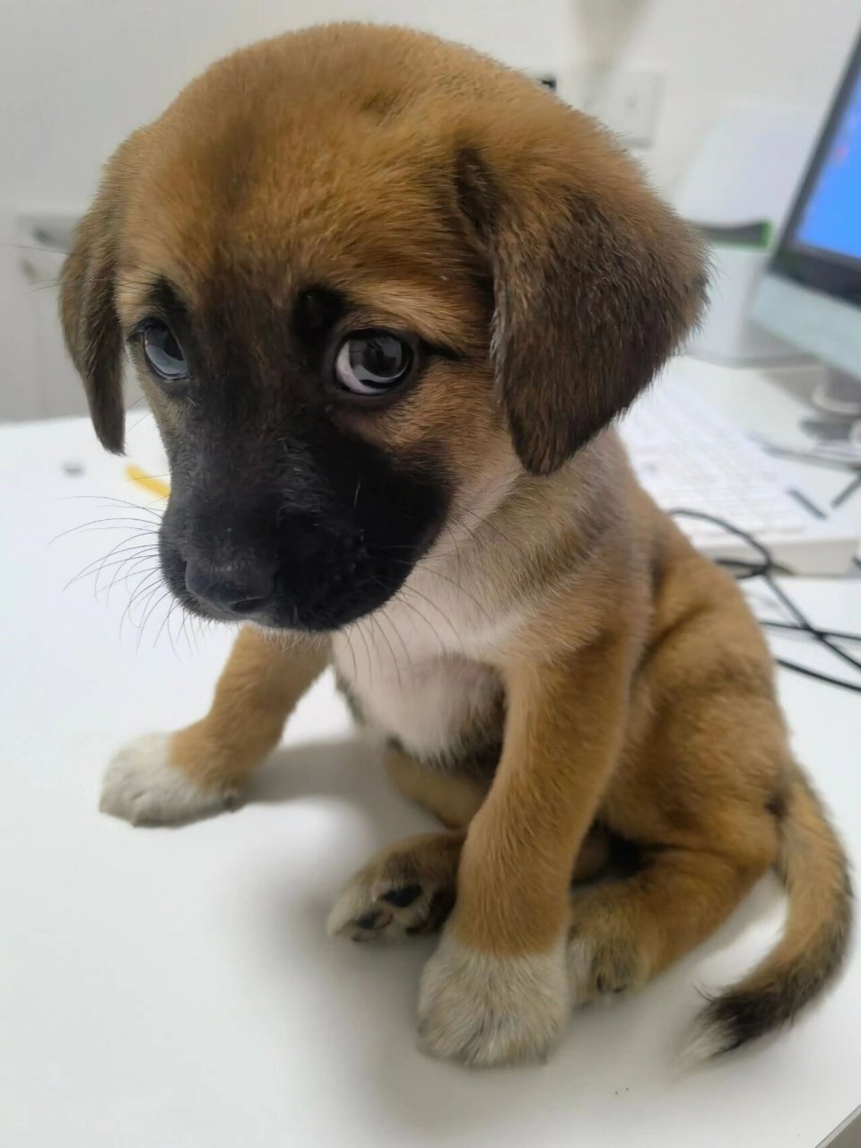 中华田园犬禁养城市有这些,养土狗的马住!