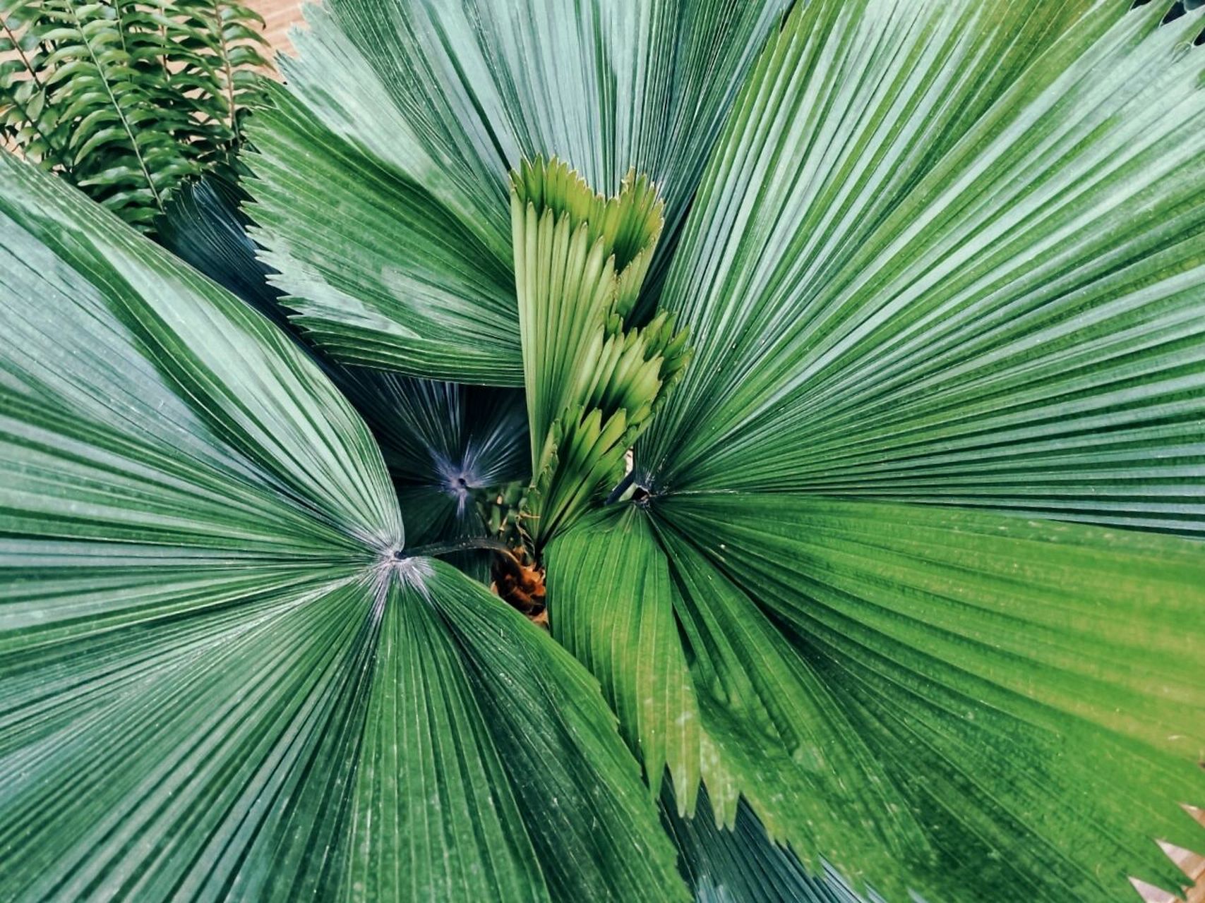 圆叶棕榈养成记 圆叶棕榈,licuala grandis palm 学名:圆叶刺轴榈,是