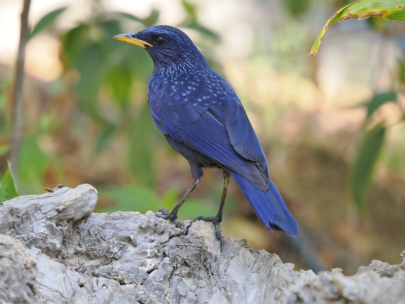 紫啸鸫 好高级的紫色
