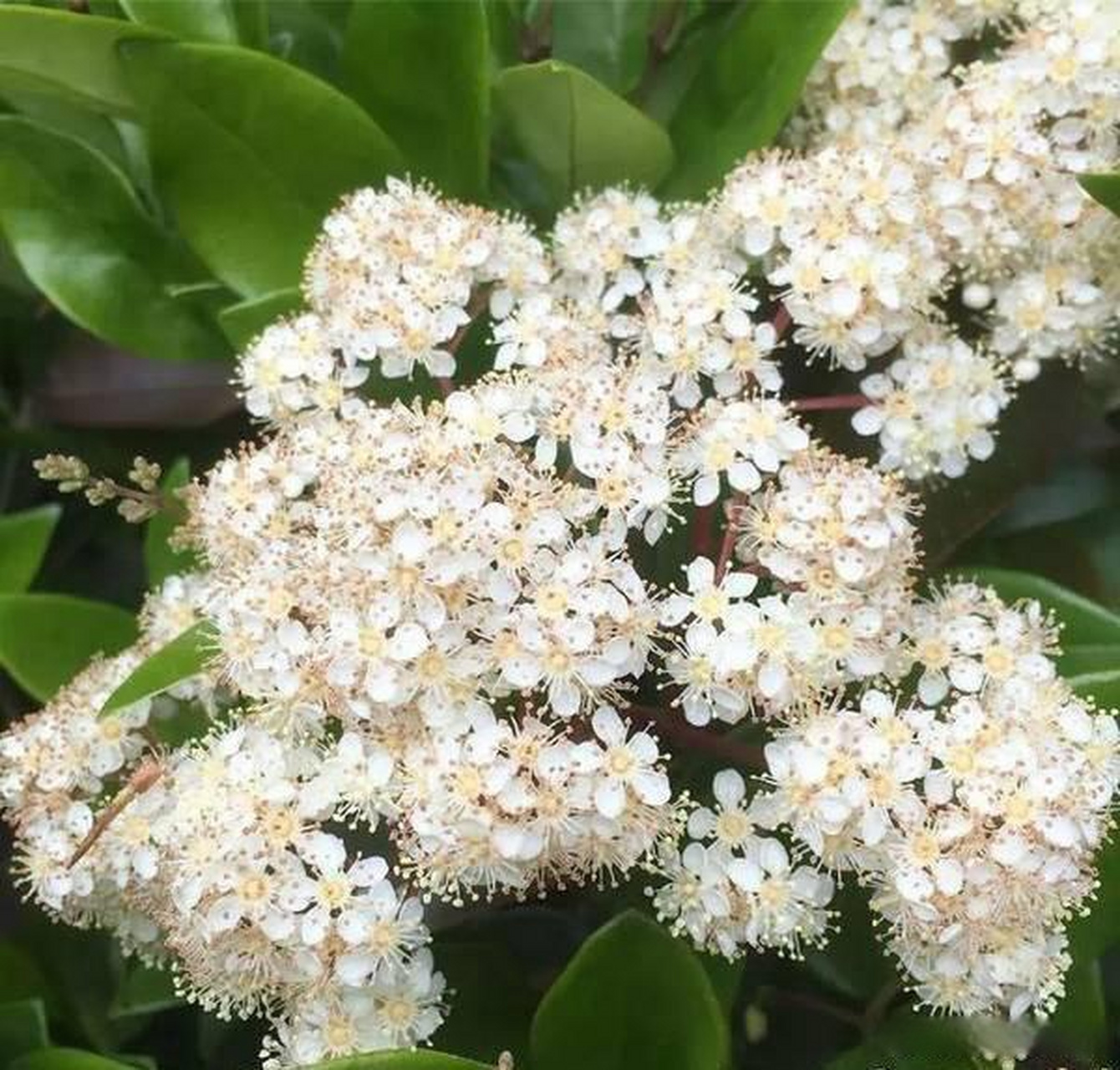 石楠花又腥又臭为何还大面积种#楠花的气味较为刺鼻,极度的类似于