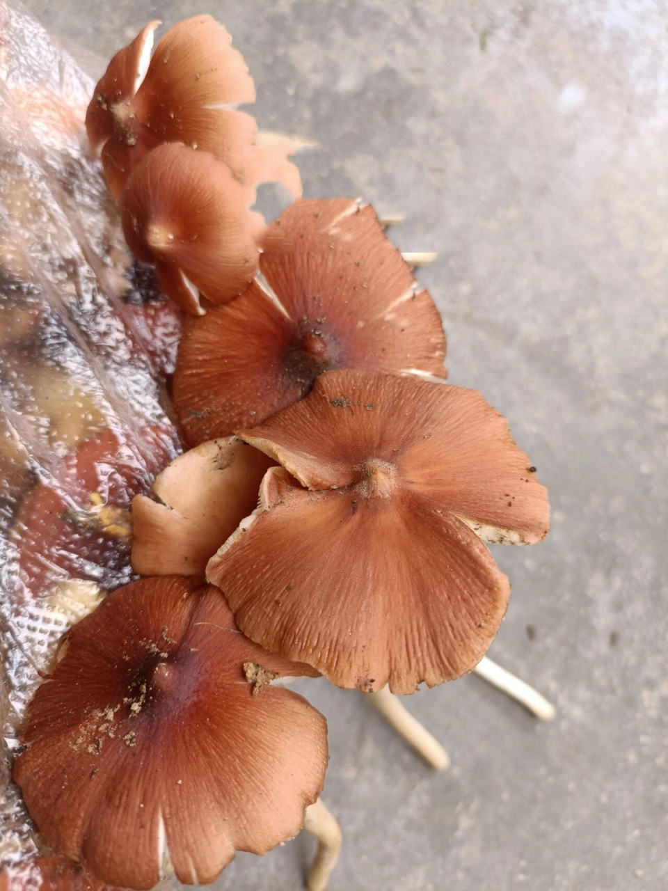 鸡枞里的天花板—红鸡枞 新鲜的红鸡枞无论是骨朵还是开的,都有浓郁的