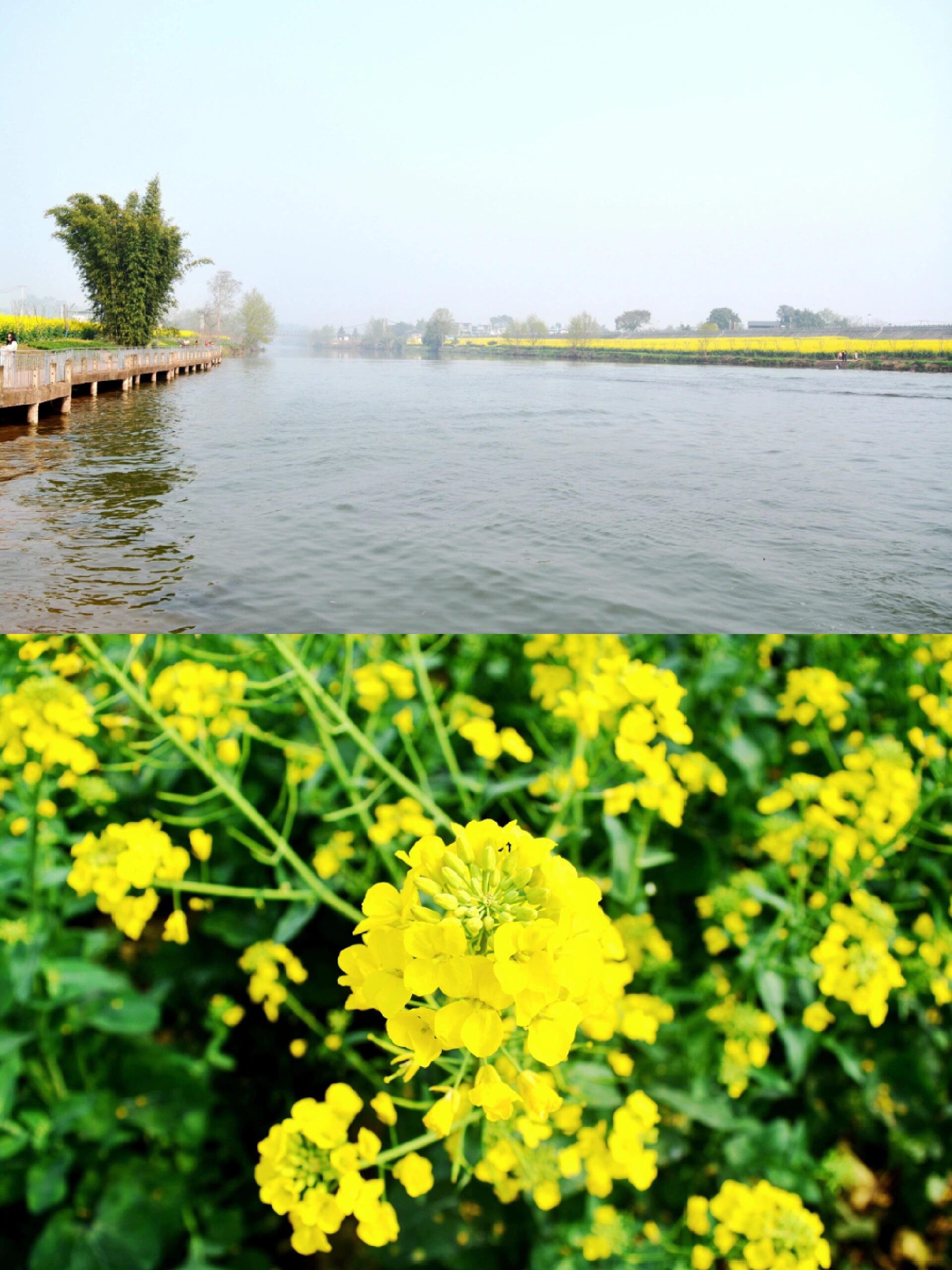 重庆西北部的潼南区油菜种植基地崇龛镇陈抟故里景区万亩油菜花又竞相