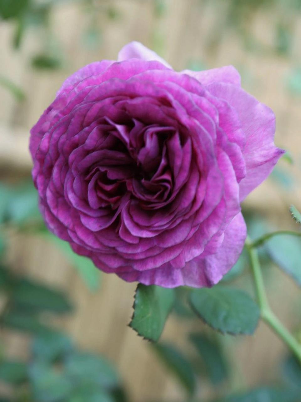 密涅瓦 比利时月季 目前最纯正的紫色月季,很紫很紫,纯正的紫色.