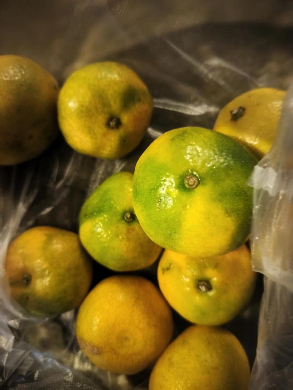 我还以为这种青中带黄,酸中带甜的橘子停产了呢.