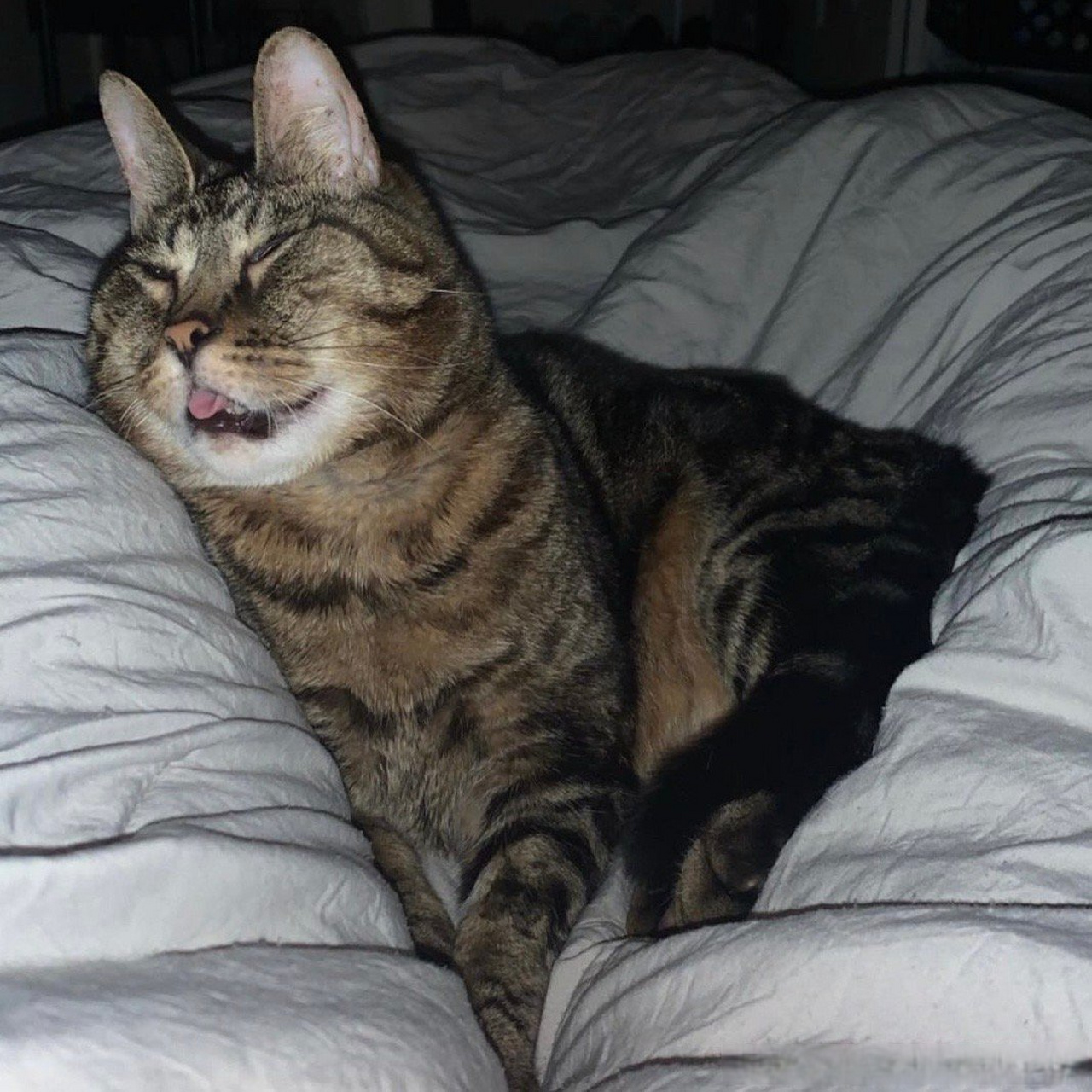 兔耳猫猫一看就是个大聪明.