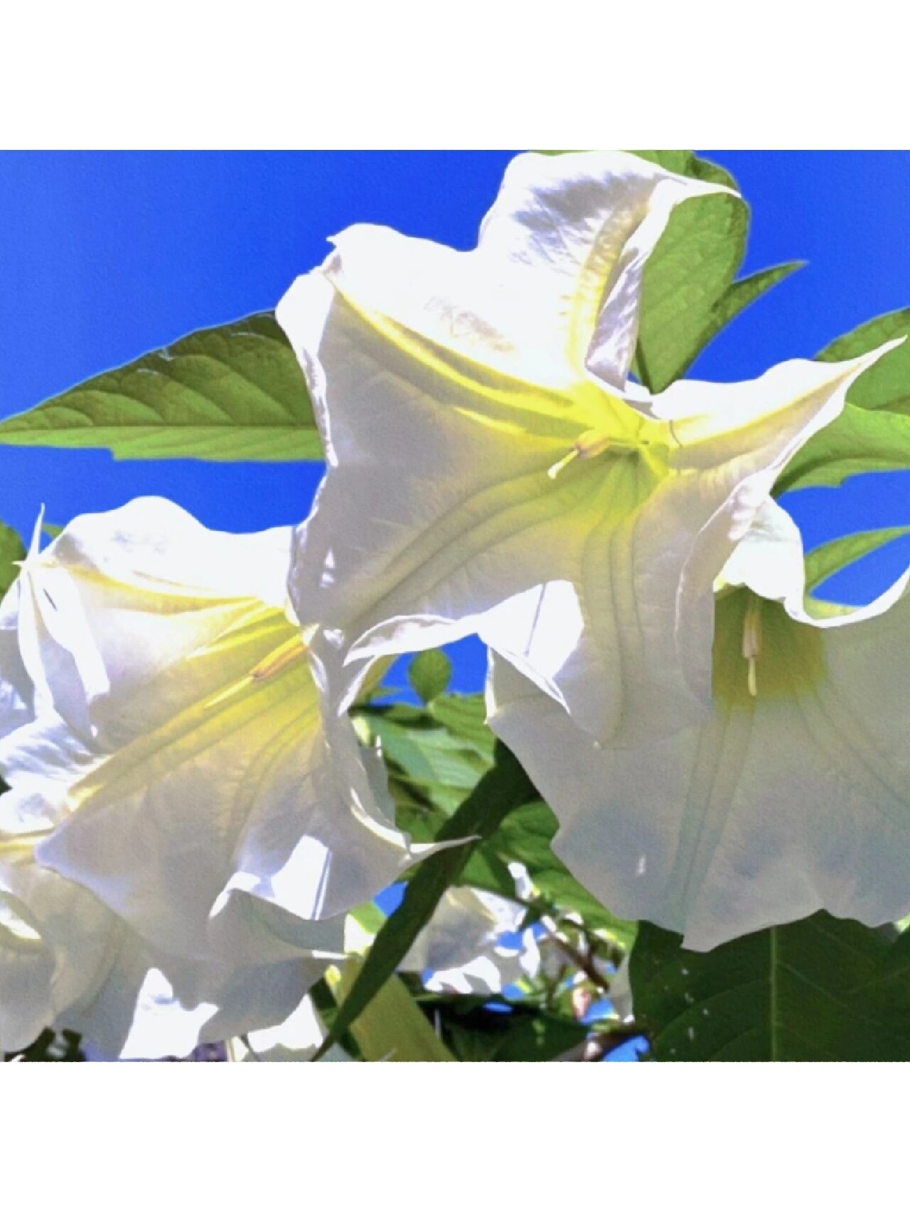 115(天上花) 每日一花 白色曼陀罗 学名:datura stramonium02linn.