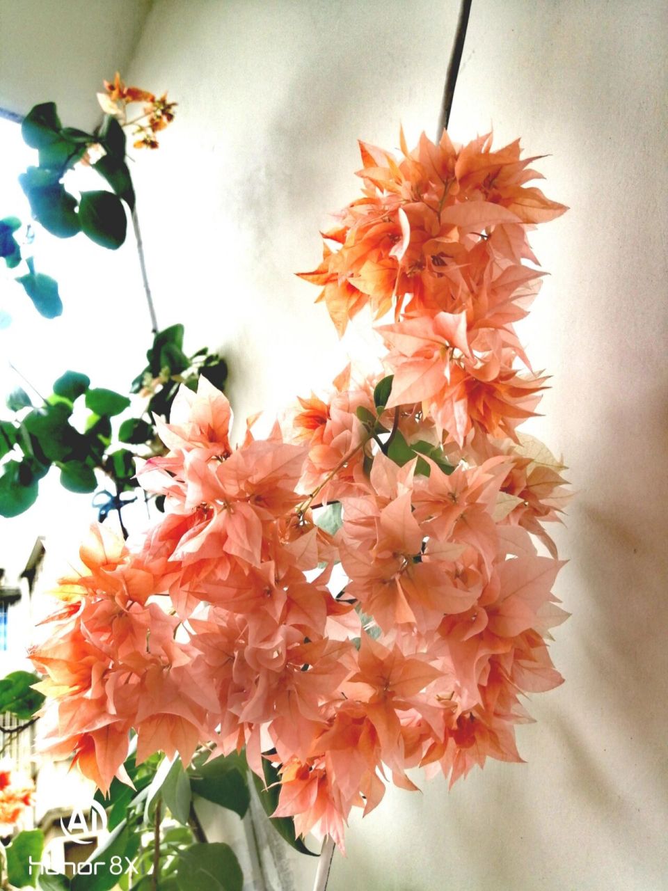 三角梅/重瓣橙 最喜欢的品种之一,长试强健,勤花不掉94,单朵花期可