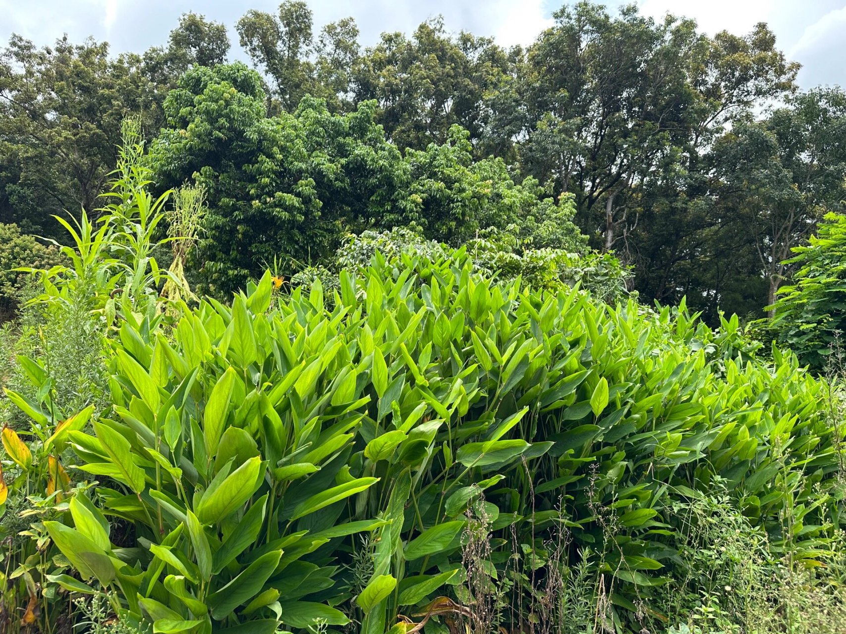 竹芋薯种植图片