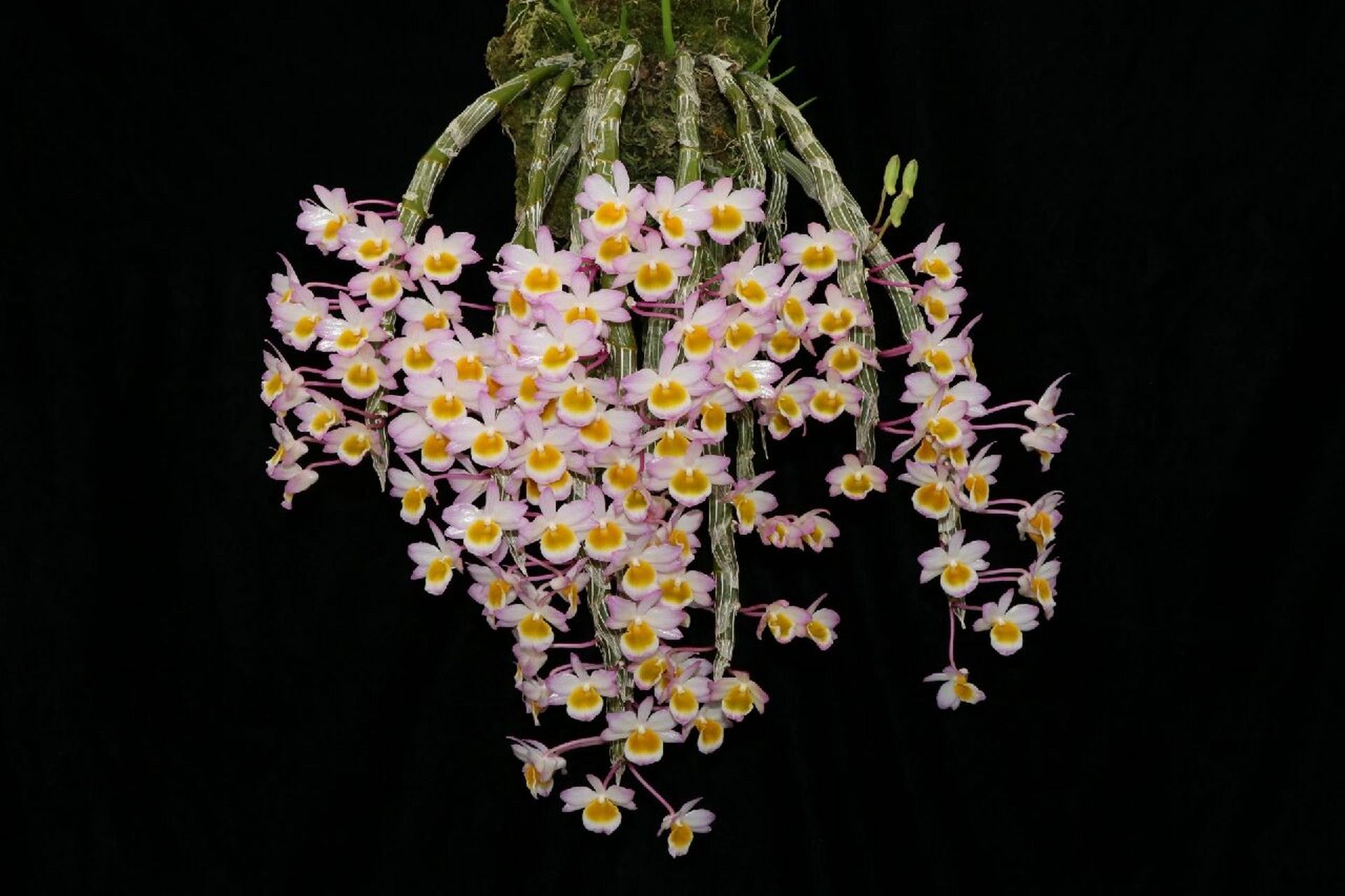 玫瑰石斛 18.玫瑰石斛den.crepidatum分布于云南.